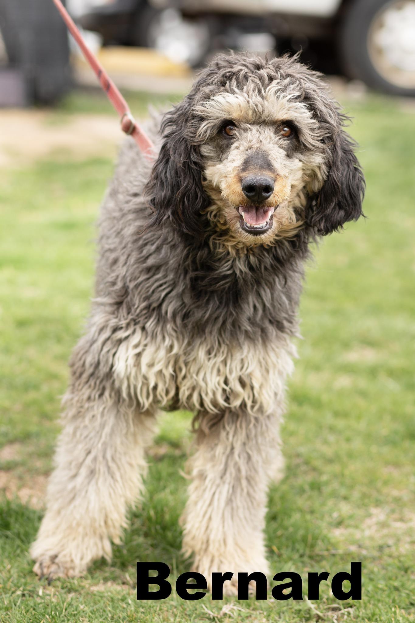 Bernard, ADOPTABLE, Adult Male Poodle.