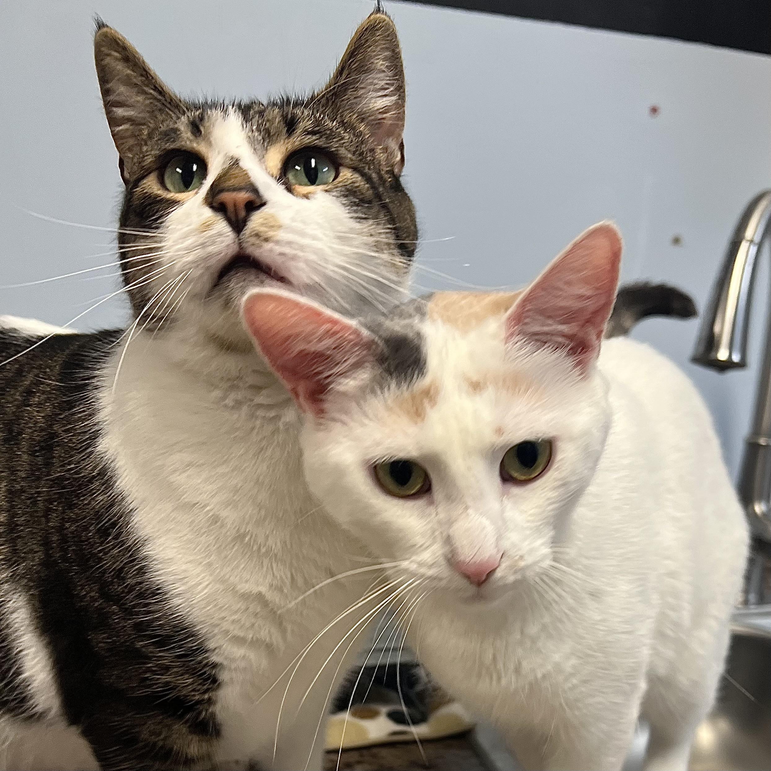 Big Mama & Gremlin (bonded pair), ADOPTABLE, Adult Female Domestic Short Hair.
