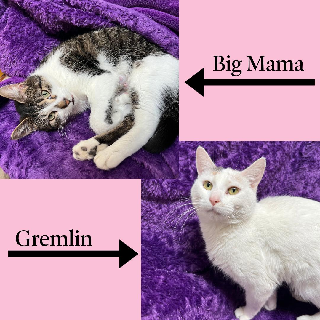 Enlarge Big Mama & Gremlin (bonded pair), a ADOPTABLE Domestic Short Hair in Fairmont, MN image 1/5