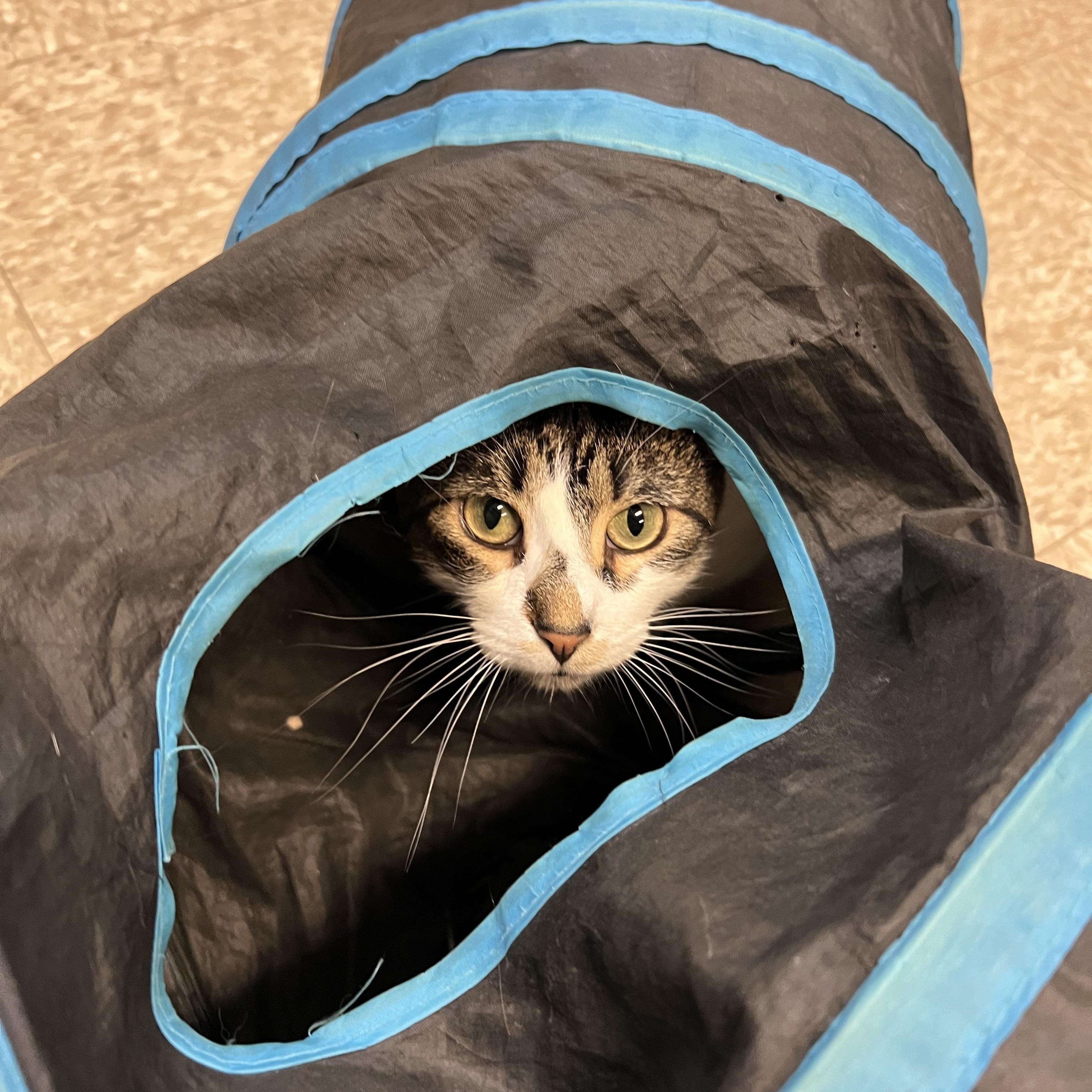 Big Mama & Gremlin (bonded pair), a ADOPTABLE Domestic Short Hair in Fairmont, MN image 6/6