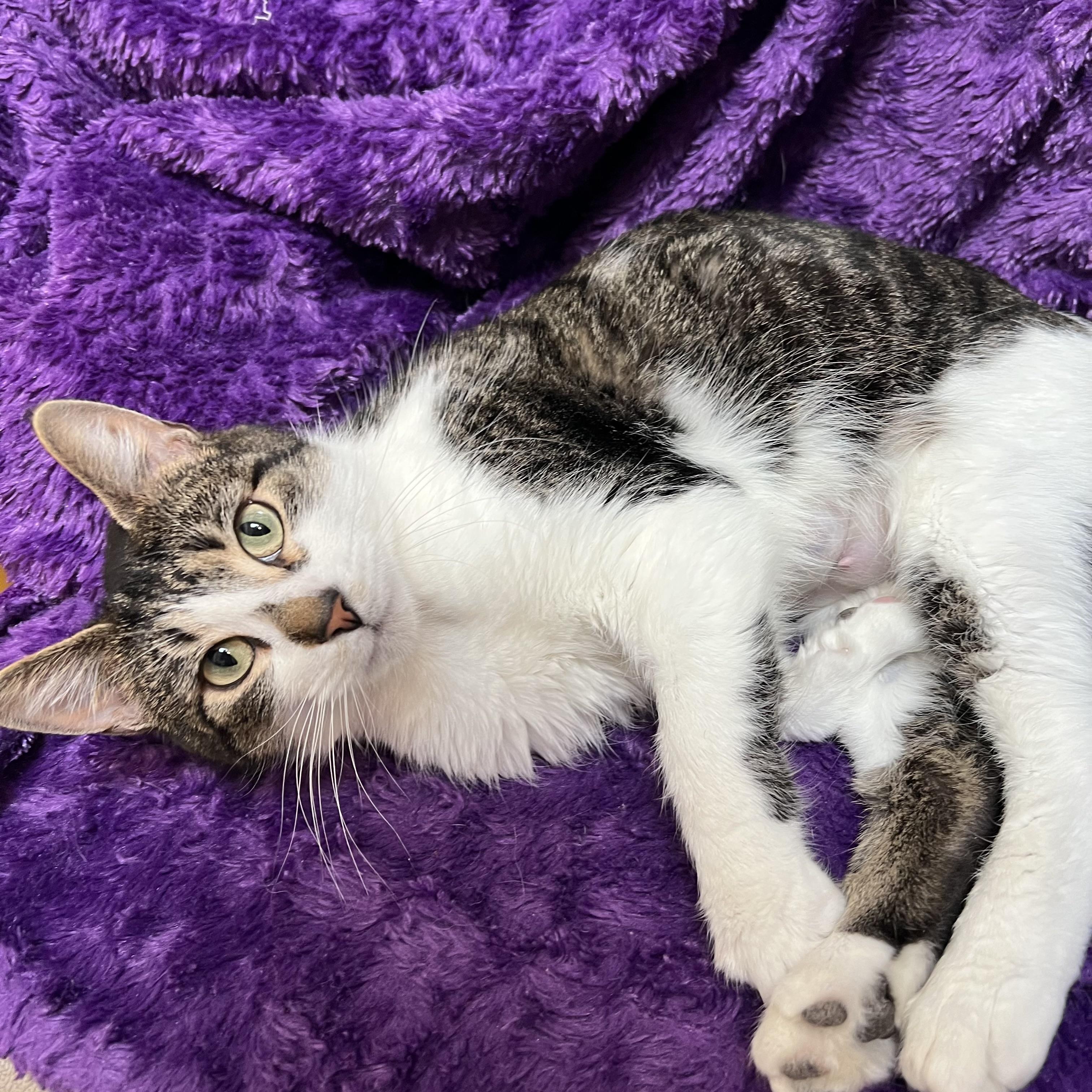 Enlarge Big Mama & Gremlin (bonded pair), a ADOPTABLE Domestic Short Hair in Fairmont, MN image 4/5
