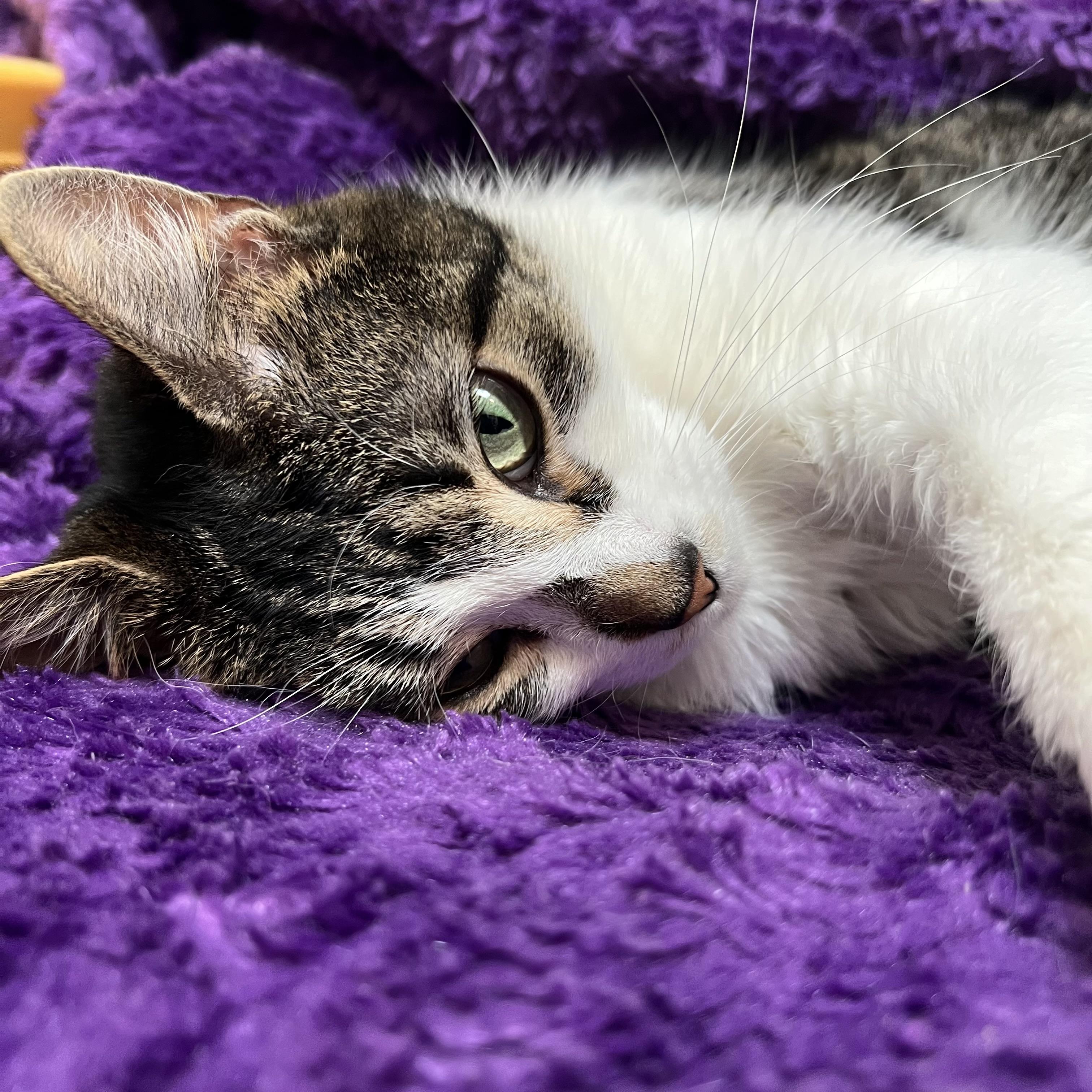 Enlarge Big Mama & Gremlin (bonded pair), a ADOPTABLE Domestic Short Hair in Fairmont, MN image 2/5