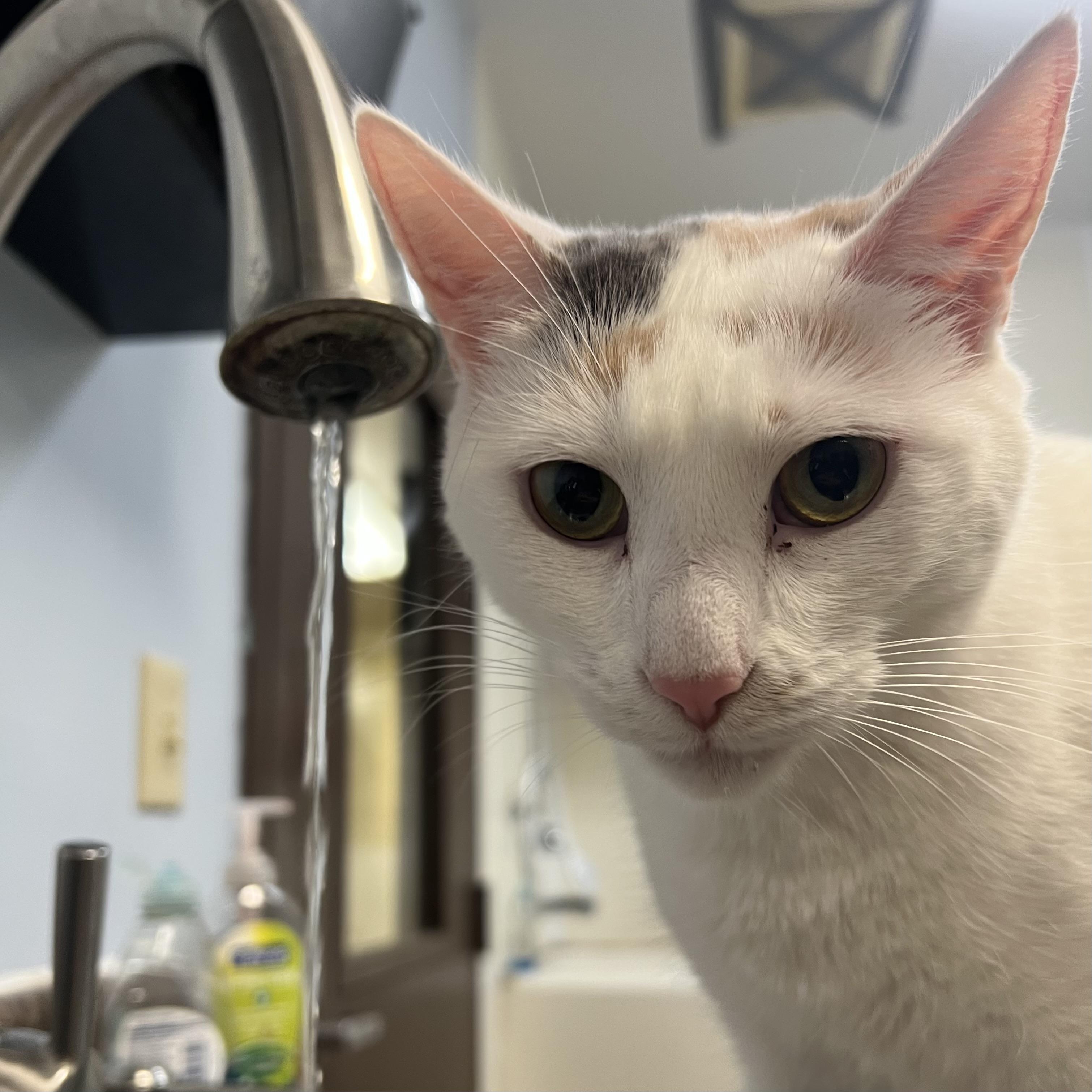 Big Mama & Gremlin (bonded pair), a ADOPTABLE Domestic Short Hair in Fairmont, MN image 3/6