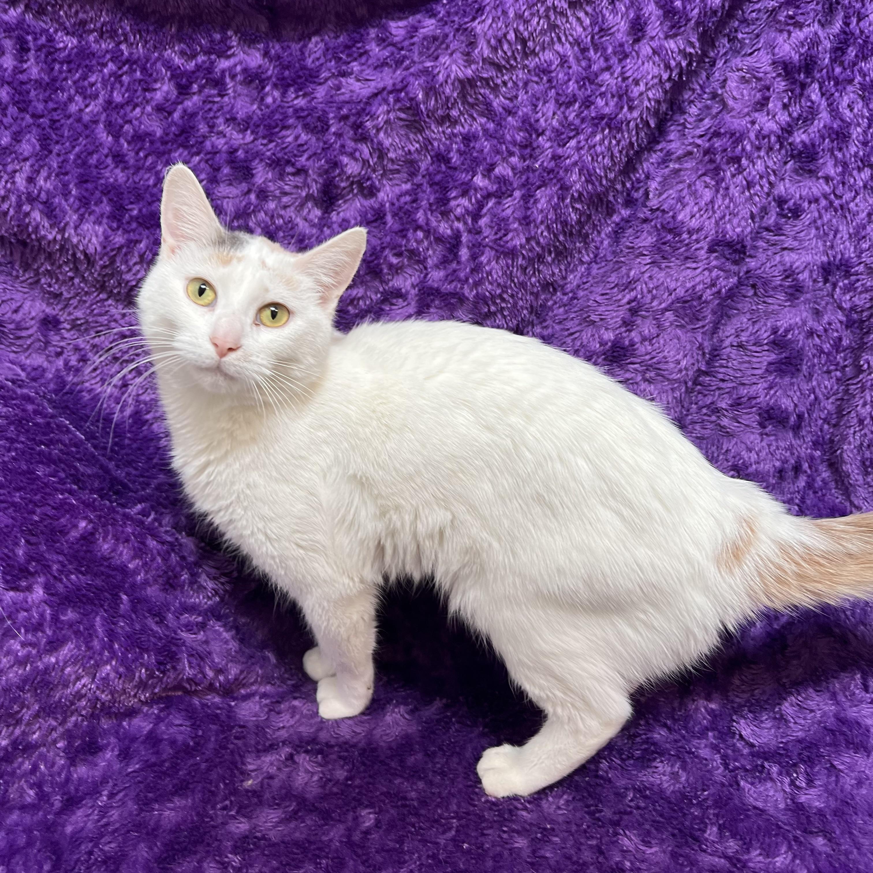 Enlarge Big Mama & Gremlin (bonded pair), a ADOPTABLE Domestic Short Hair in Fairmont, MN image 5/5