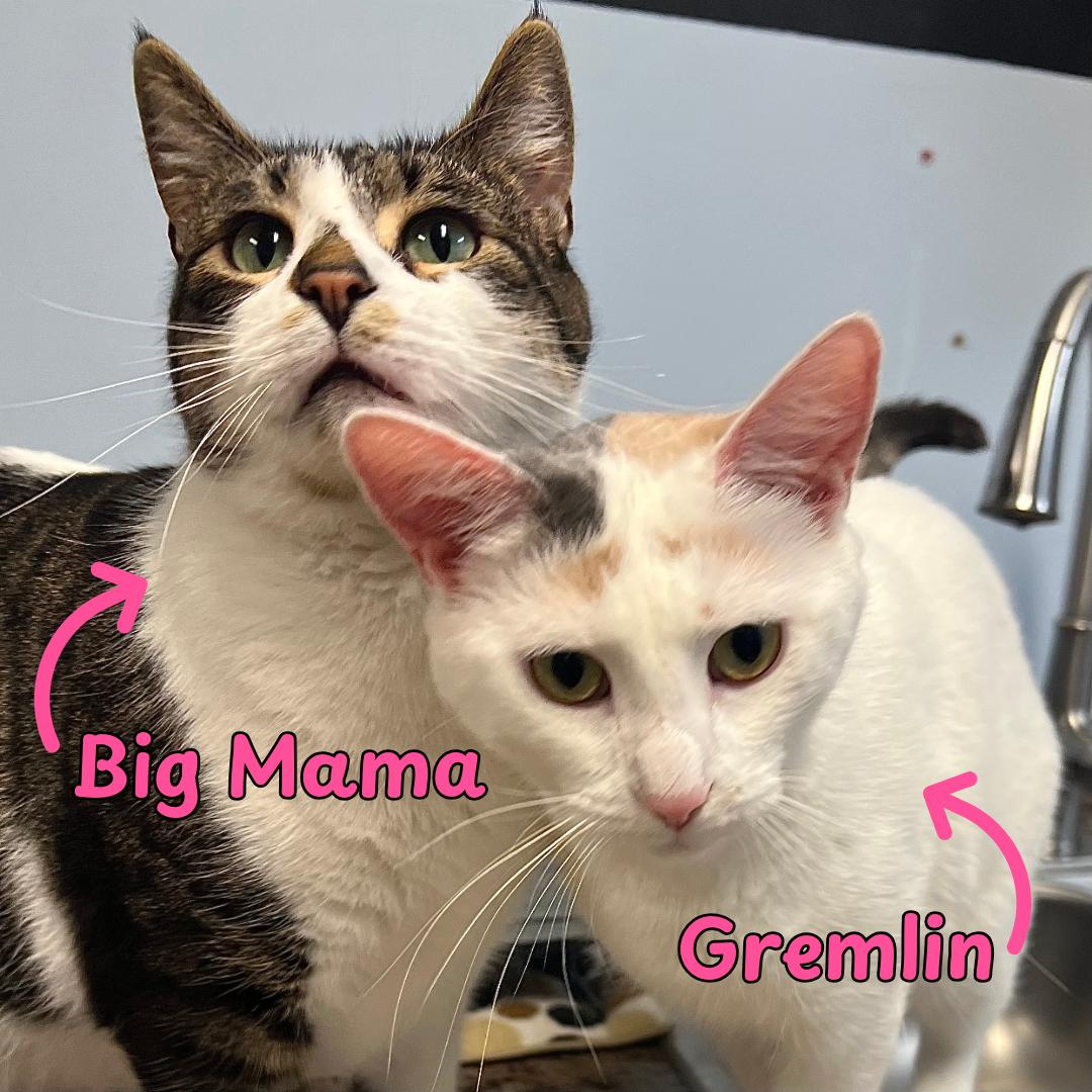 Big Mama & Gremlin (bonded pair), ADOPTABLE, Adult Female Domestic Short Hair.