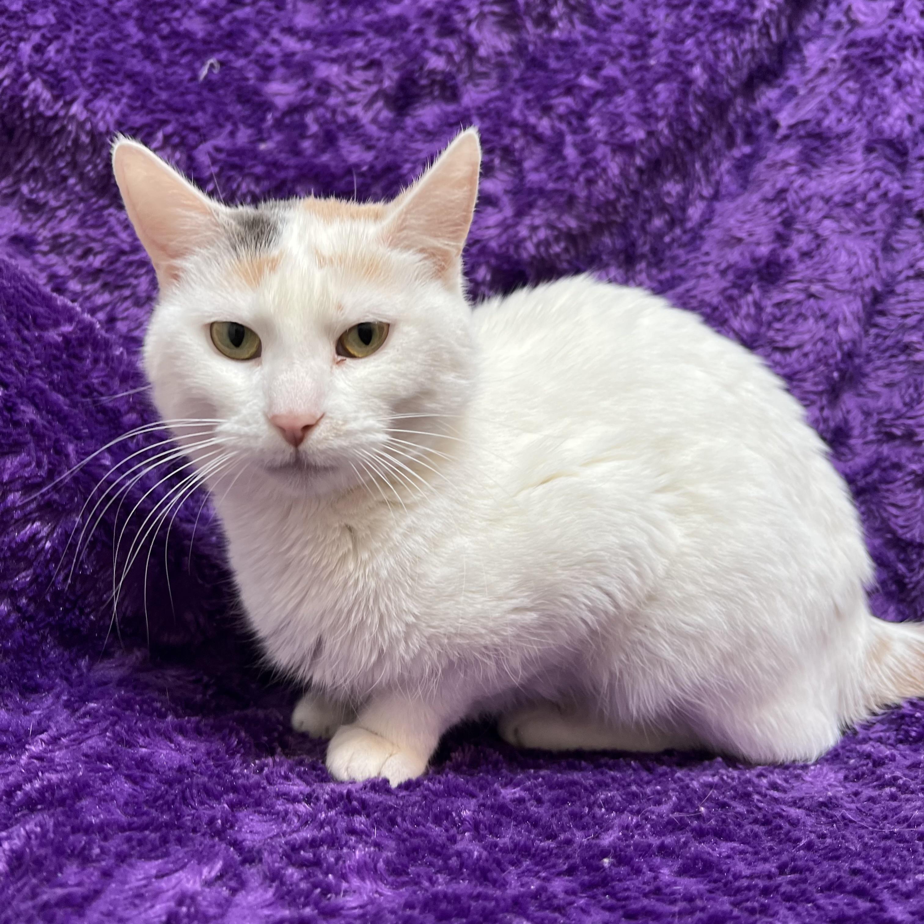 Enlarge Big Mama & Gremlin (bonded pair), a ADOPTABLE Domestic Short Hair in Fairmont, MN image 3/5