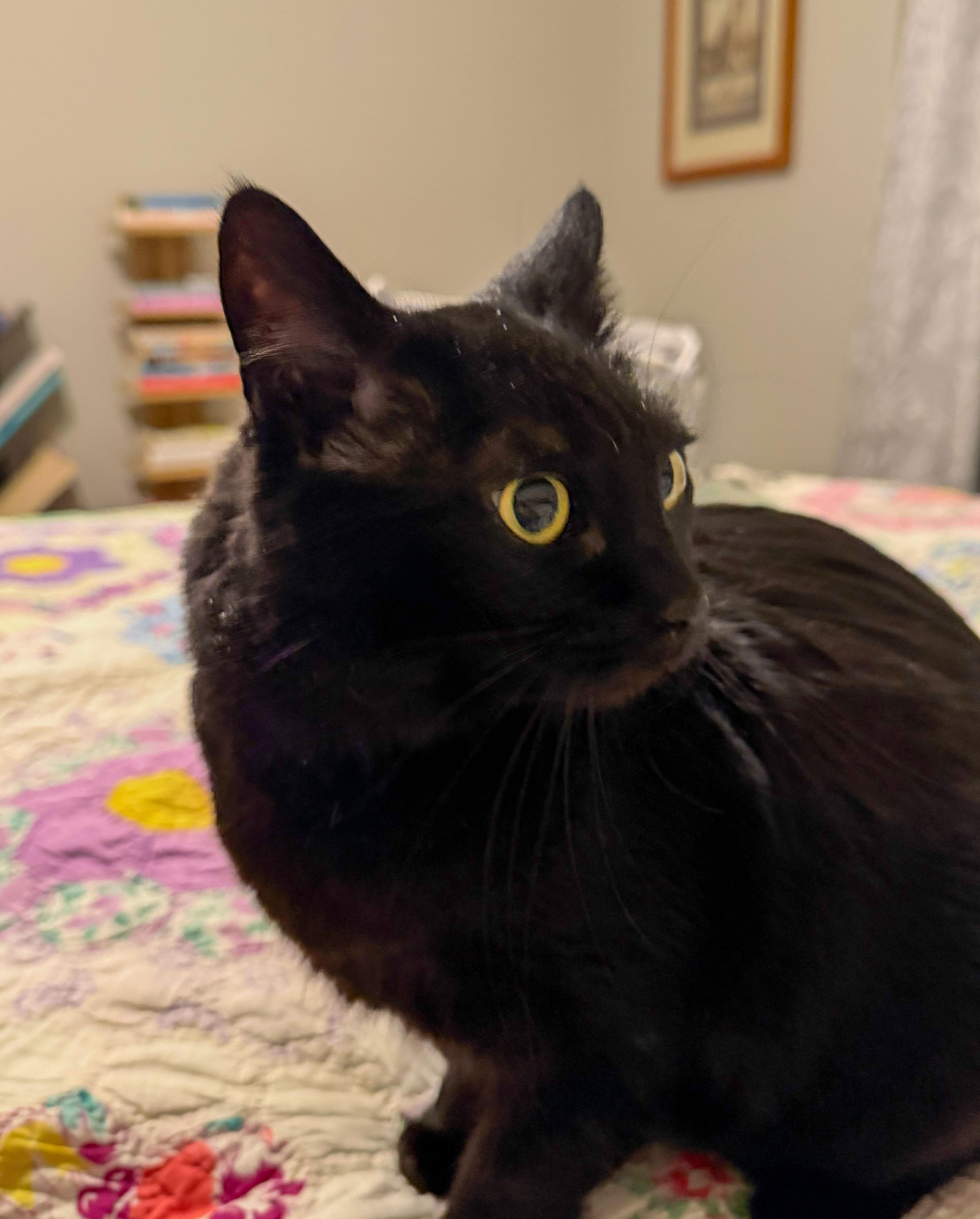 Jezzie — thumbnail 3