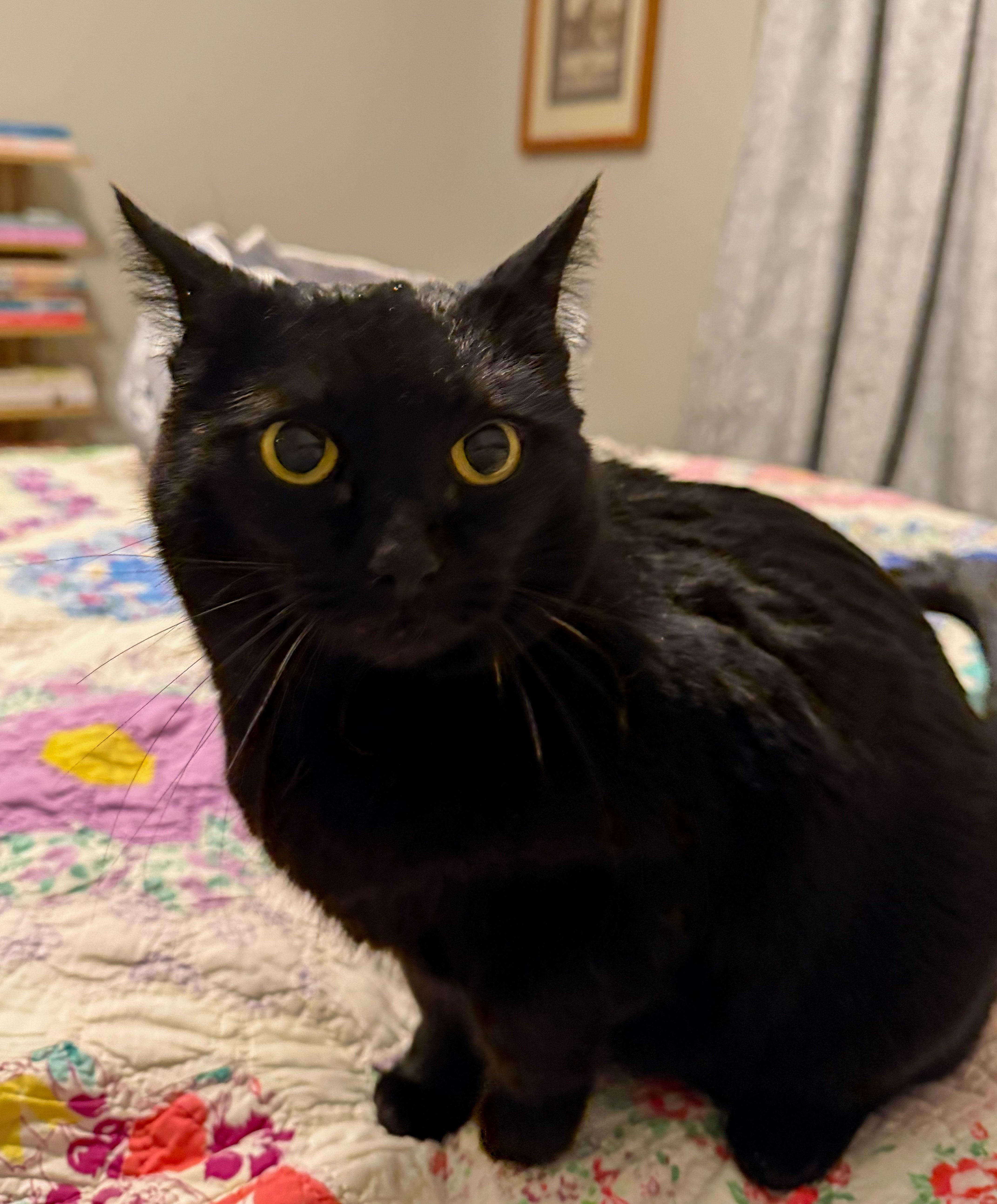 Jezzie — thumbnail 4