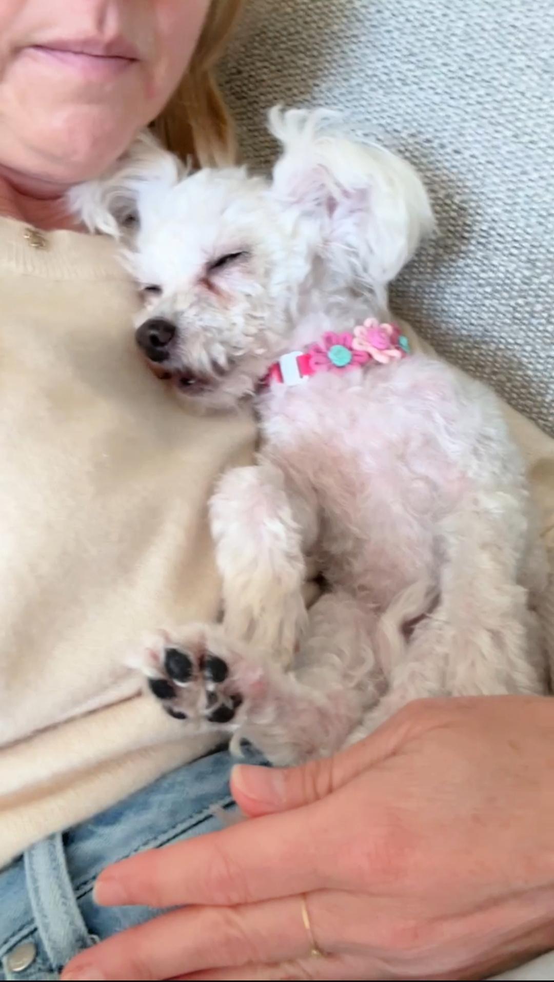 Enlarge Misha, a ADOPTABLE Maltese in Redondo Beach, CA image 6/6