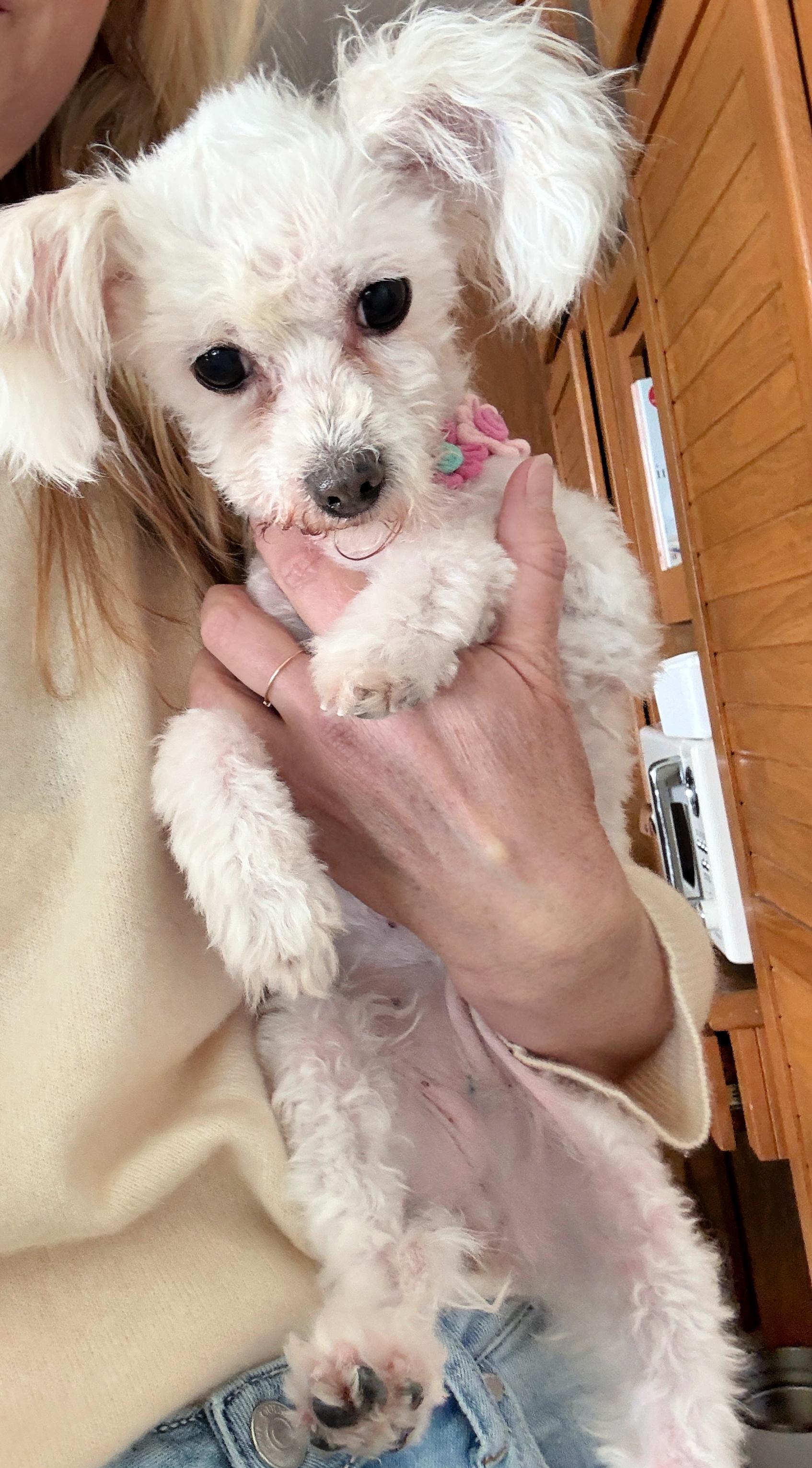 Enlarge Misha, a ADOPTABLE Maltese in Redondo Beach, CA image 5/6