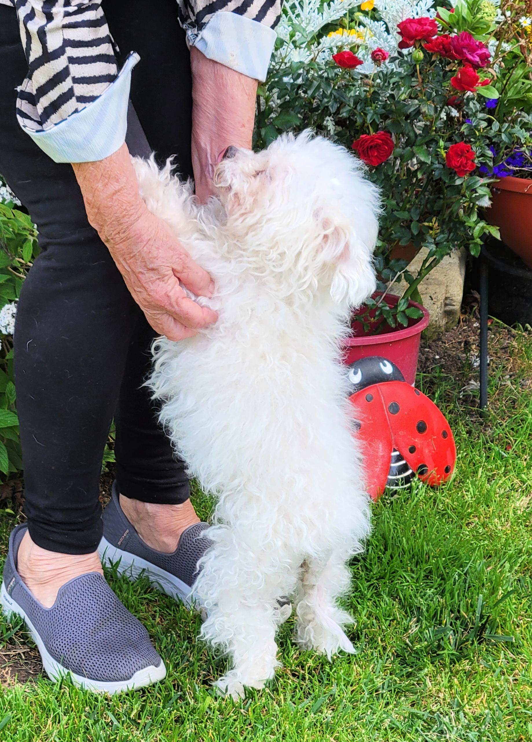 Enlarge Misha, a ADOPTABLE Maltese in Redondo Beach, CA image 2/6