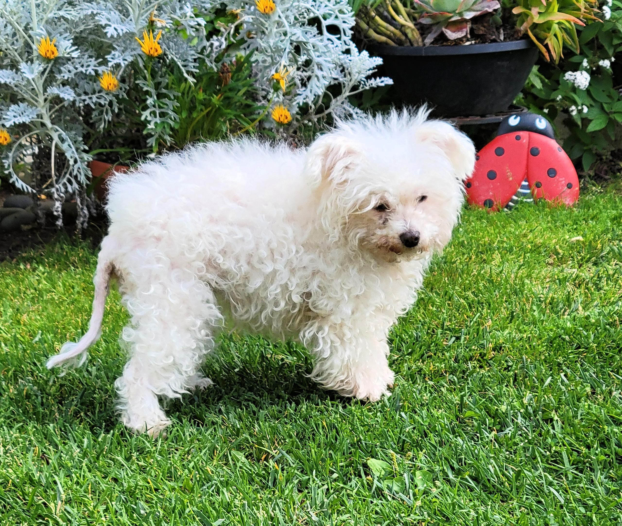 Enlarge Misha, a ADOPTABLE Maltese in Redondo Beach, CA image 4/6