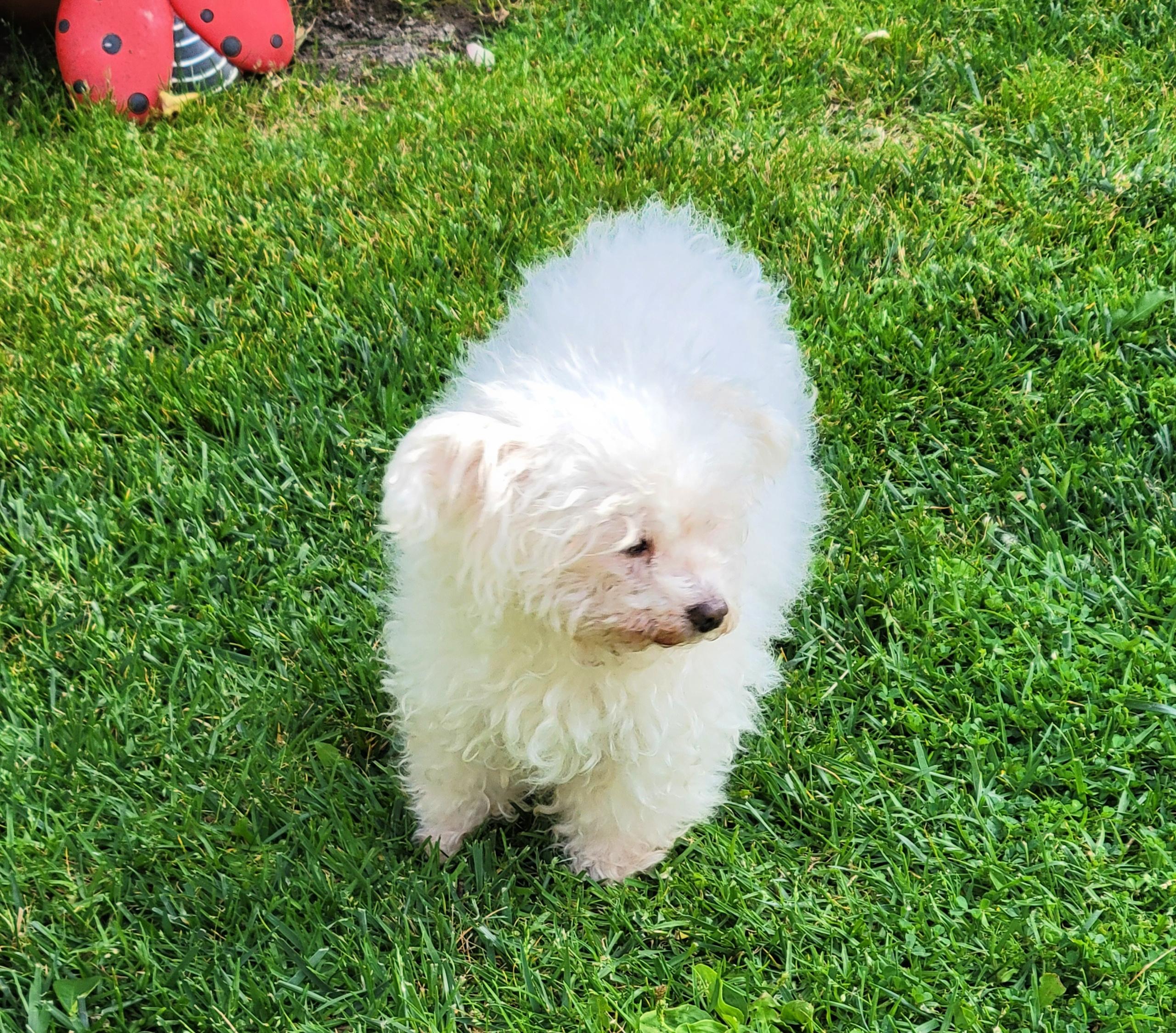 Enlarge Misha, a ADOPTABLE Maltese in Redondo Beach, CA image 3/6