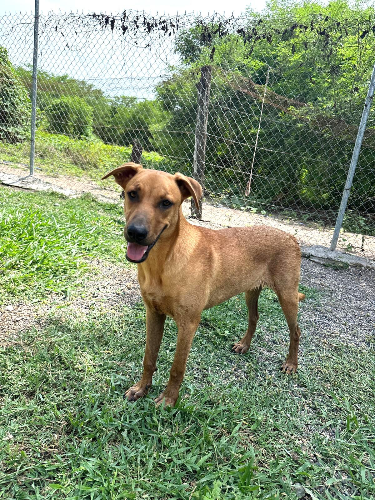 Taurus — thumbnail 3