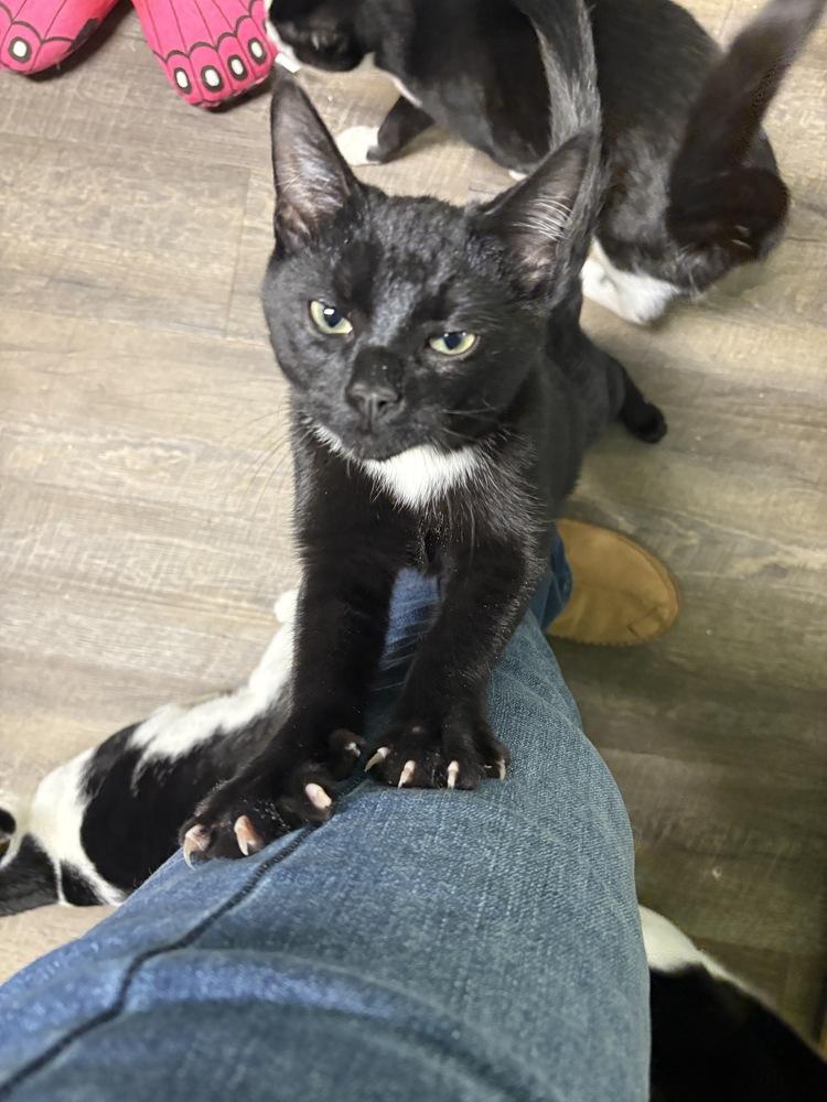 Enlarge Omar Sharif, a Adoptable Domestic Short Hair in Warren, CT image 2/6