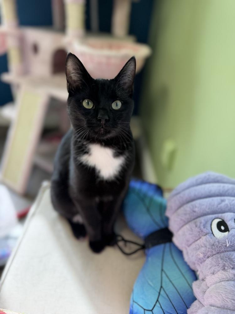 Enlarge Omar Sharif, a Adoptable Domestic Short Hair in Warren, CT image 3/6