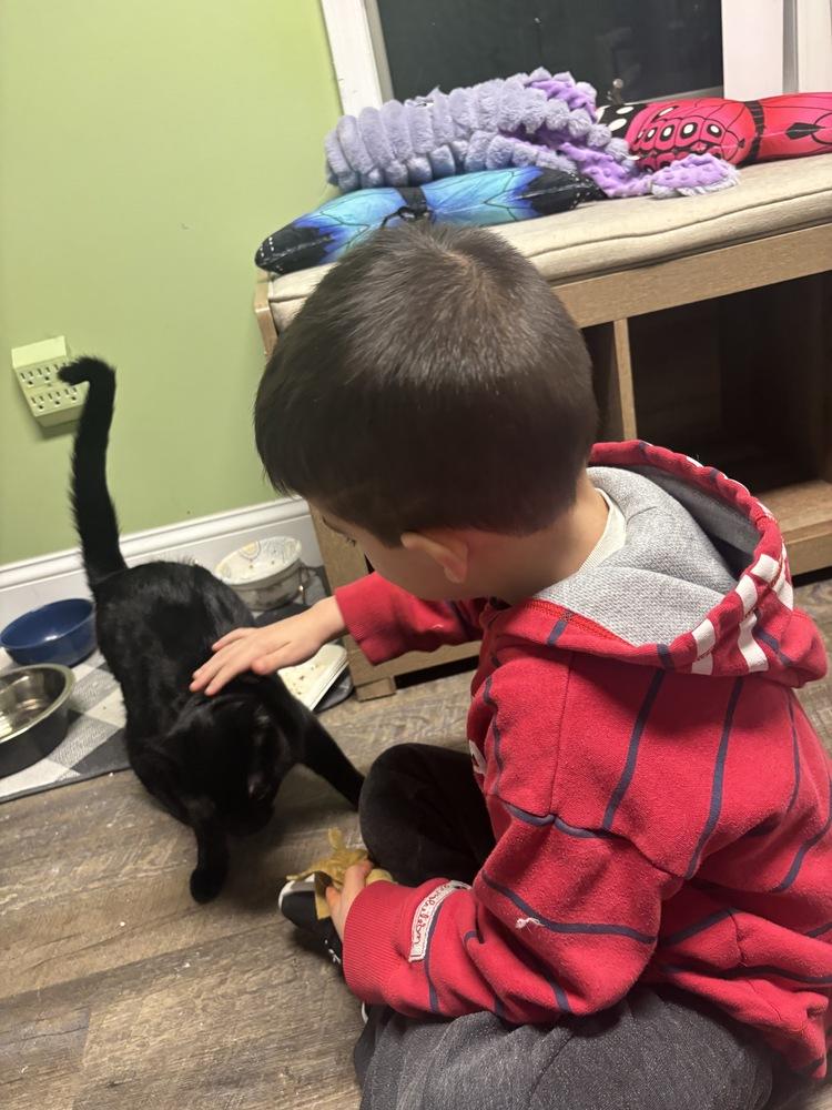 Enlarge Omar Sharif, a Adoptable Domestic Short Hair in Warren, CT image 4/6