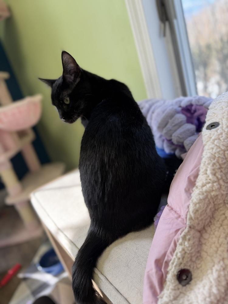 Enlarge Omar Sharif, a Adoptable Domestic Short Hair in Warren, CT image 5/6