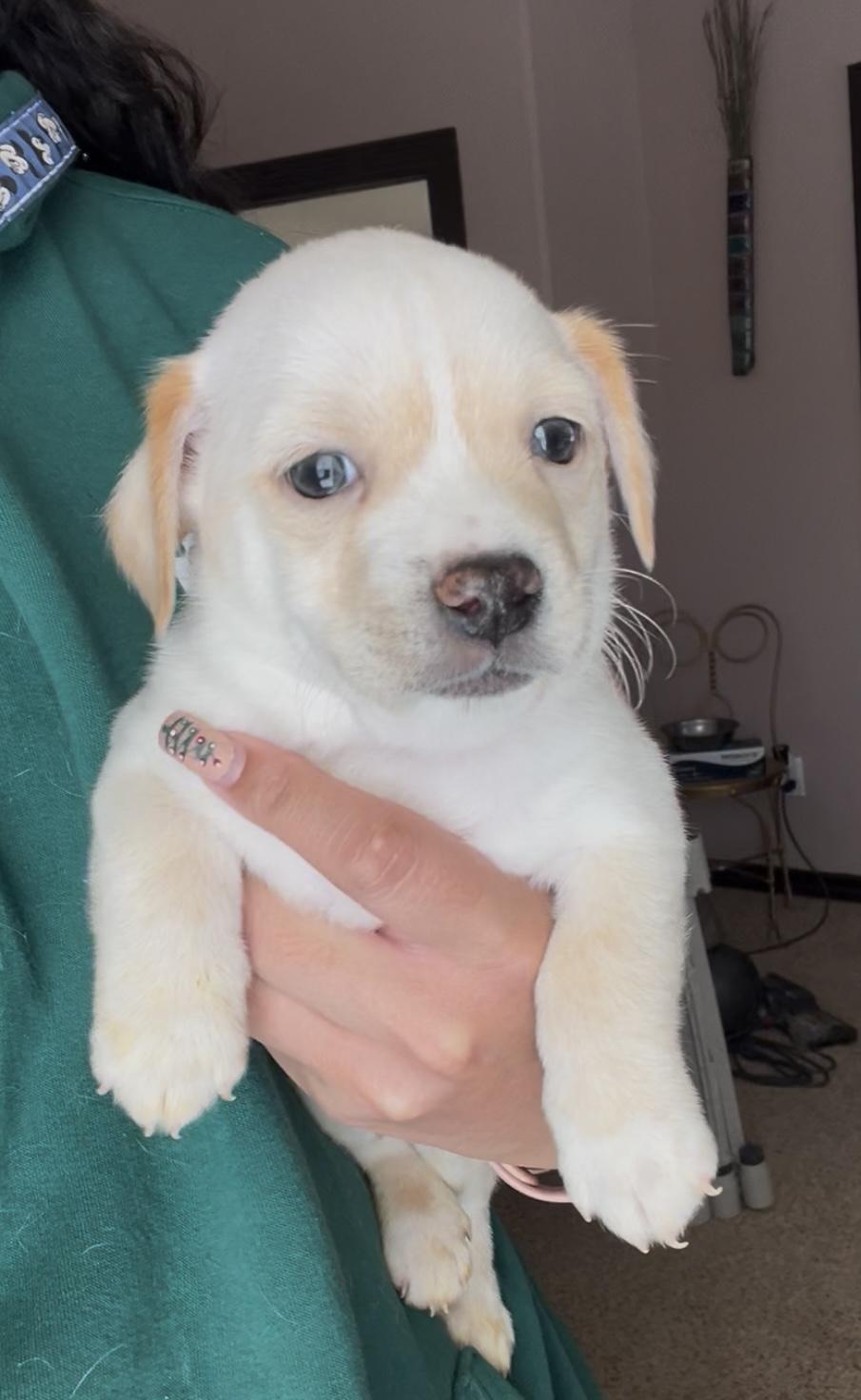 Enlarge Biscuit, an adopted Chiweenie in El Paso, TX image 1/1