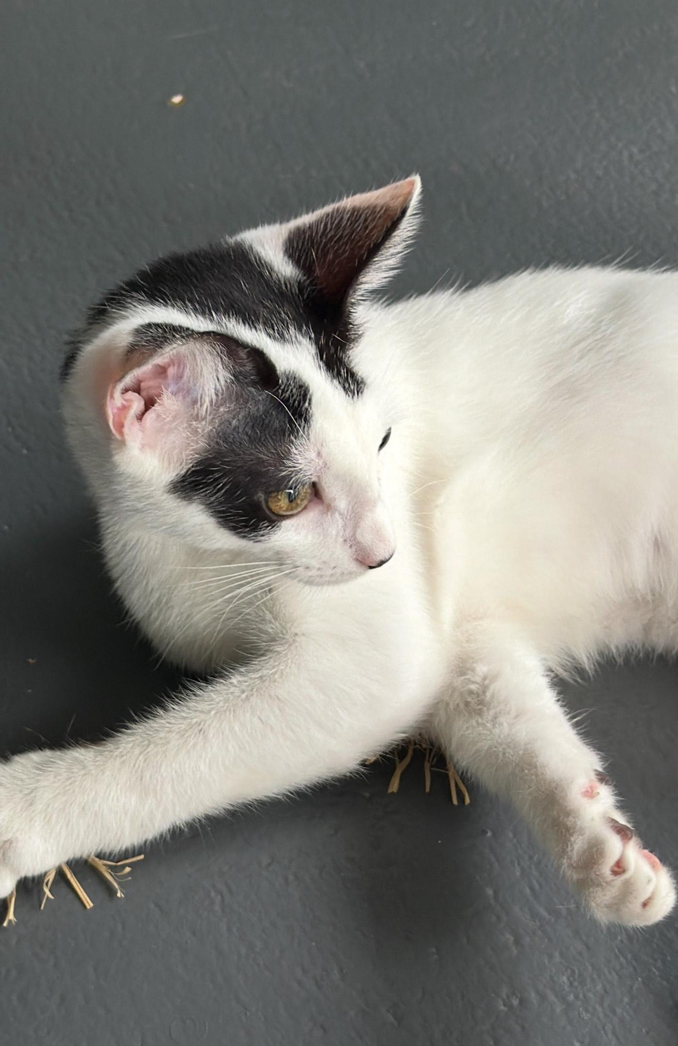 Mia & Marley - BONDED