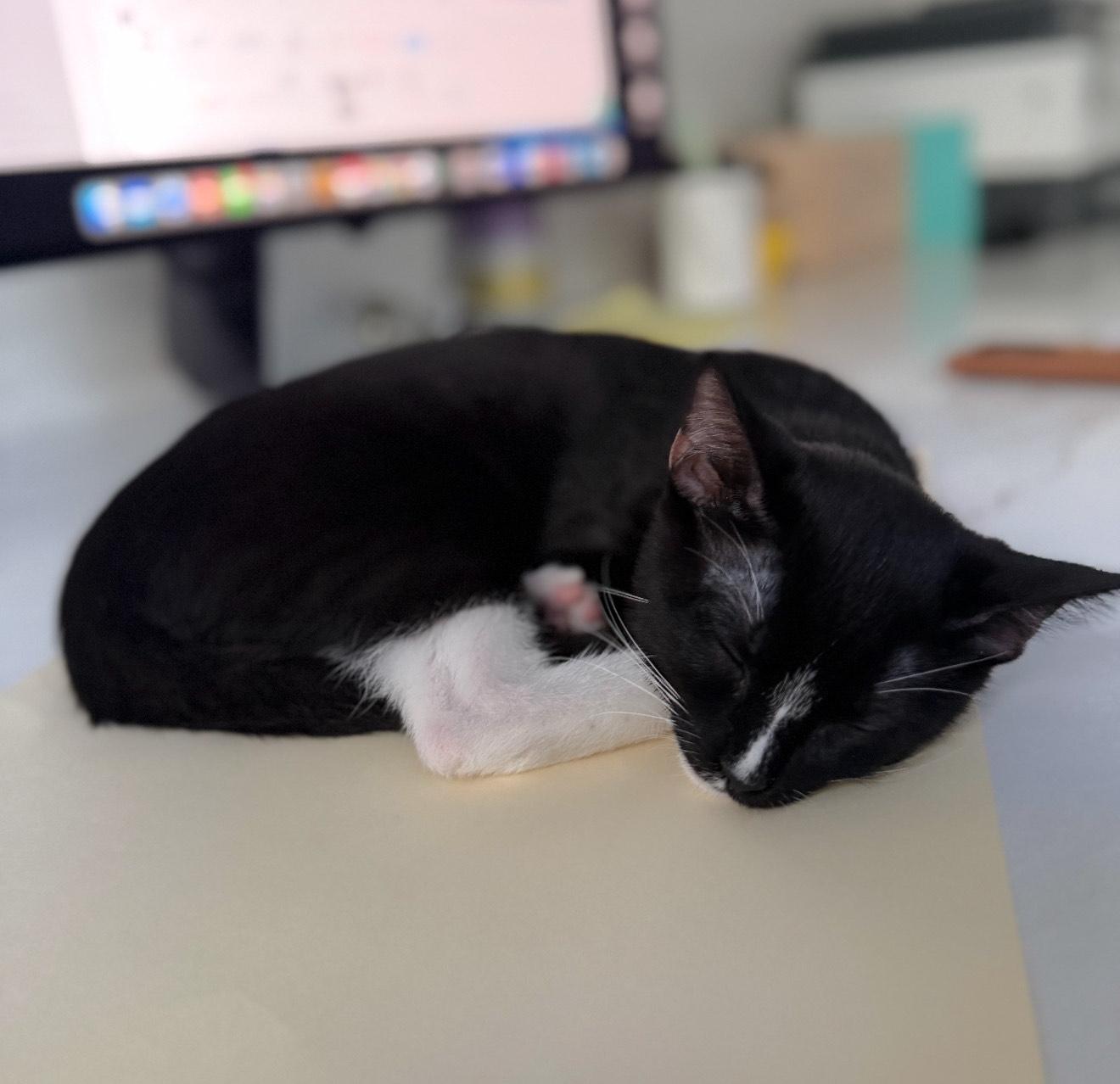 Mia & Marley - BONDED