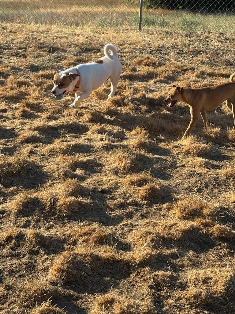 Shortstack photo 4