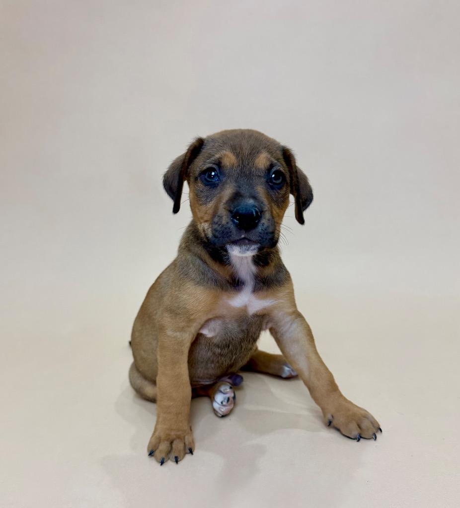 Enlarge Breckenridge, a Adoptable mixed breed in Alvin, TX image 1/1