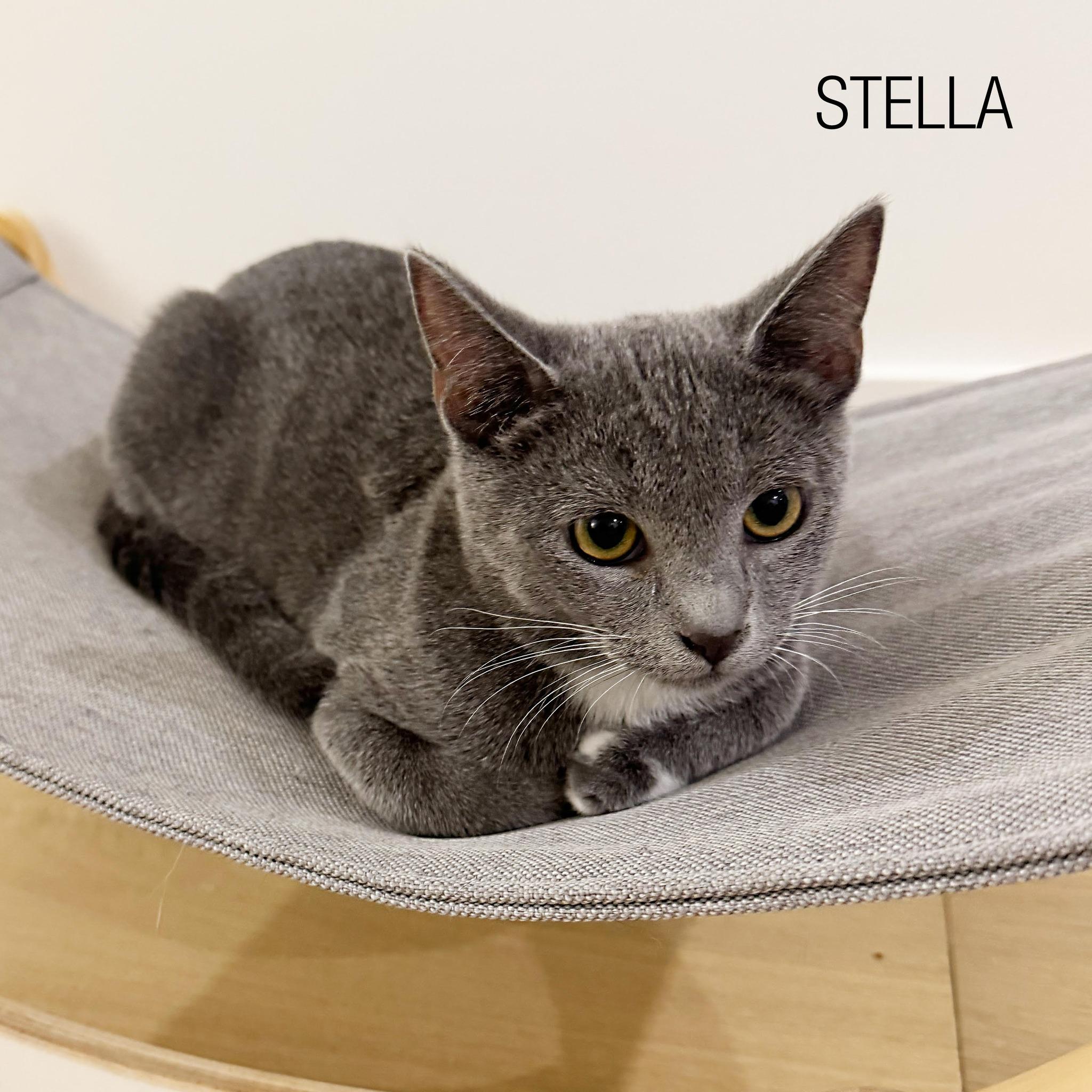 Stella