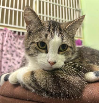 Cheerios, Adoptable, Young Female Domestic Short Hair & Domestic Short Hair.