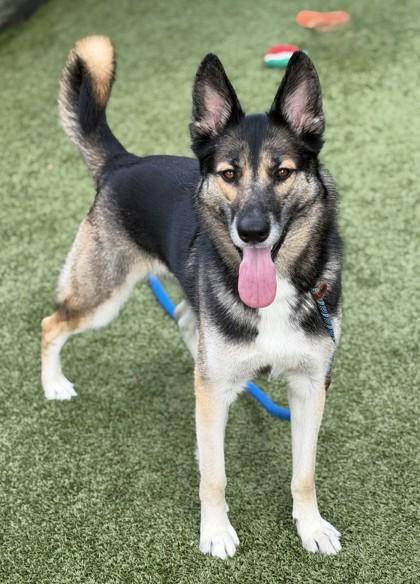 Zelda, Adoptable, Adult Female German Shepherd Dog & Mixed Breed.
