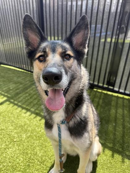 Enlarge Zelda, a Adoptable mixed breed in Roseville, CA image 1/3