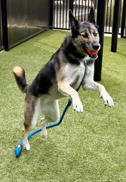 Enlarge Zelda, a Adoptable mixed breed in Roseville, CA image 2/3