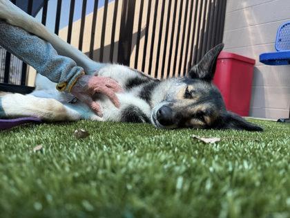 Enlarge Zelda, a Adoptable mixed breed in Roseville, CA image 2/3