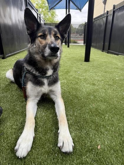 Enlarge Zelda, a Adoptable mixed breed in Roseville, CA image 3/3