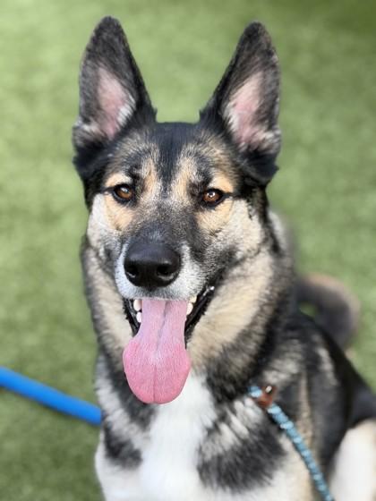 Enlarge Zelda, a Adoptable mixed breed in Roseville, CA image 3/3