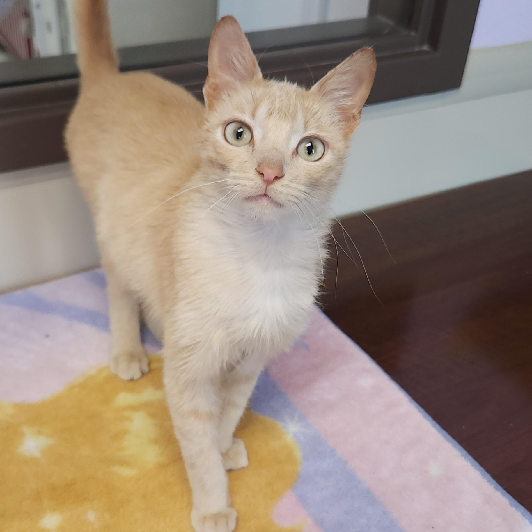 Enlarge Jello, a ADOPTABLE Domestic Short Hair in Marshfield, WI image 5/6