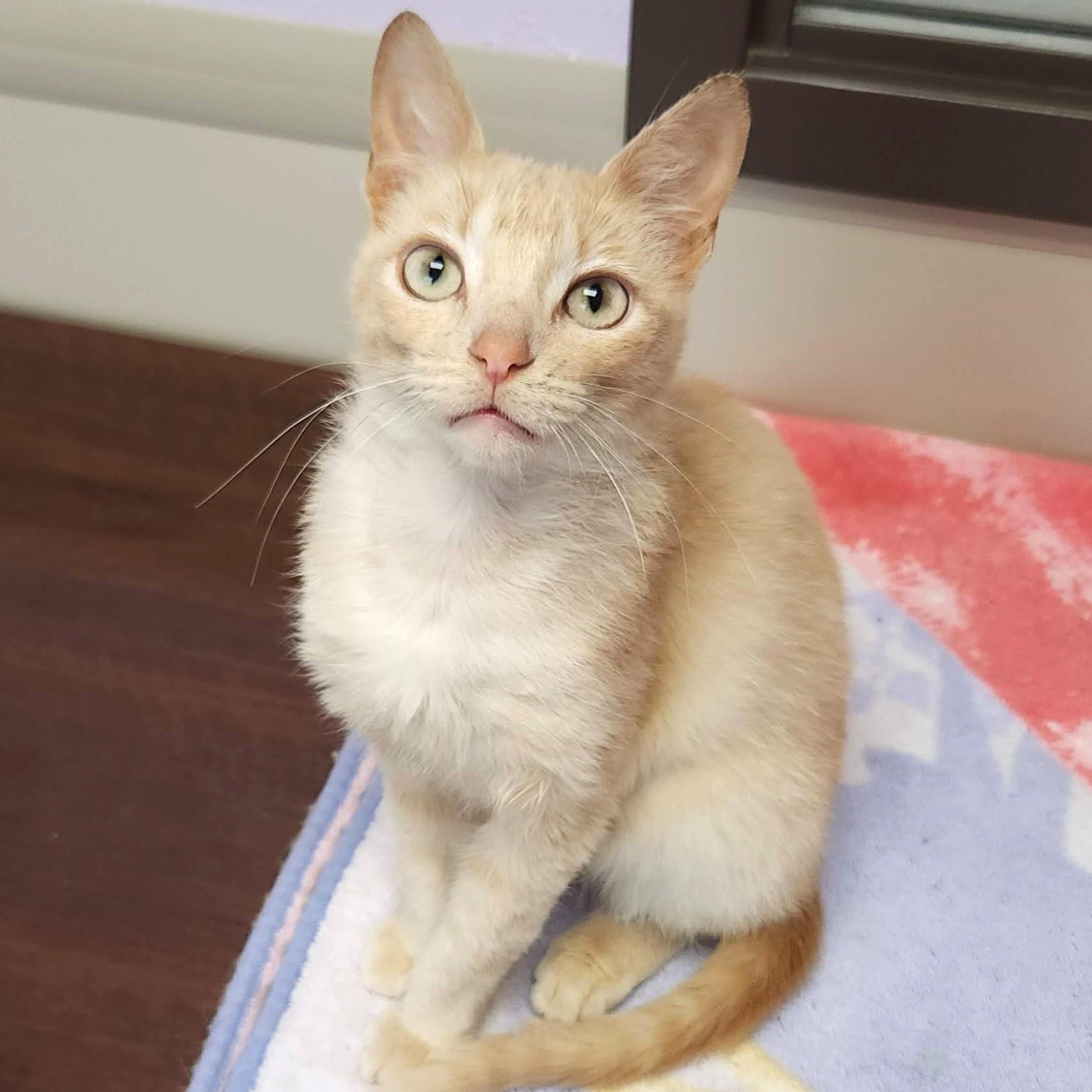 Enlarge Jello, a ADOPTABLE Domestic Short Hair in Marshfield, WI image 4/6