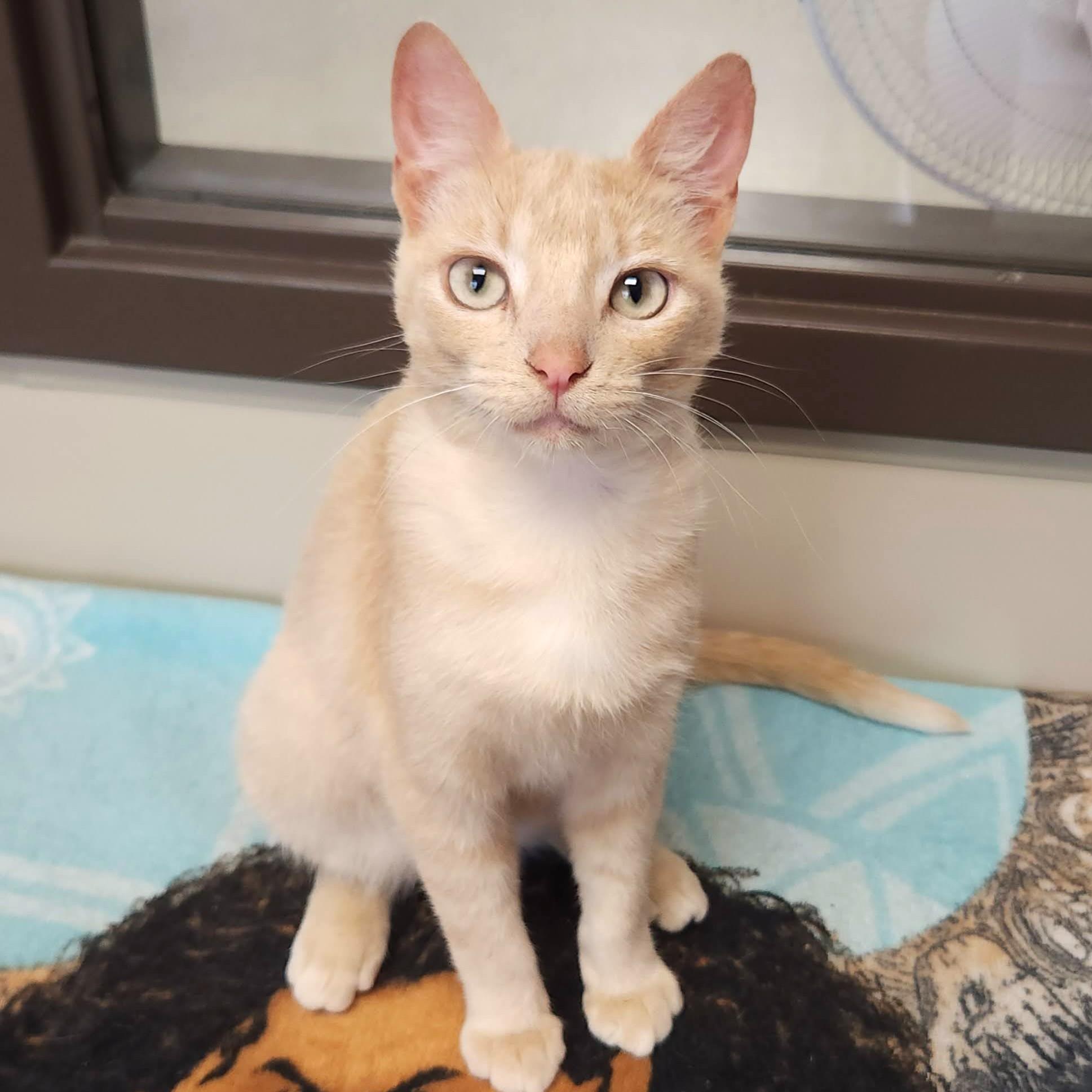 Jello, ADOPTABLE, Adult Male Domestic Short Hair.