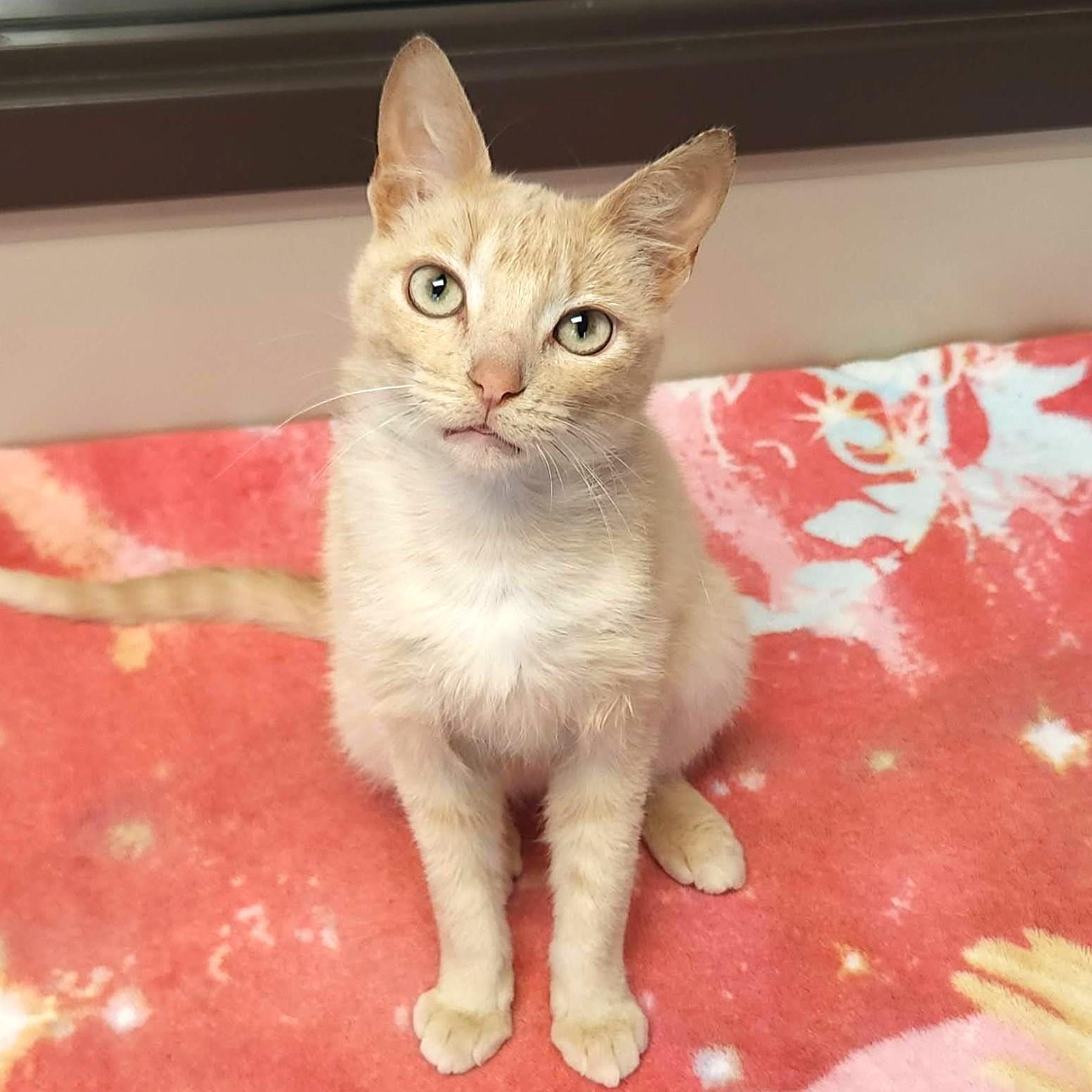 Enlarge Jello, a ADOPTABLE Domestic Short Hair in Marshfield, WI image 1/6