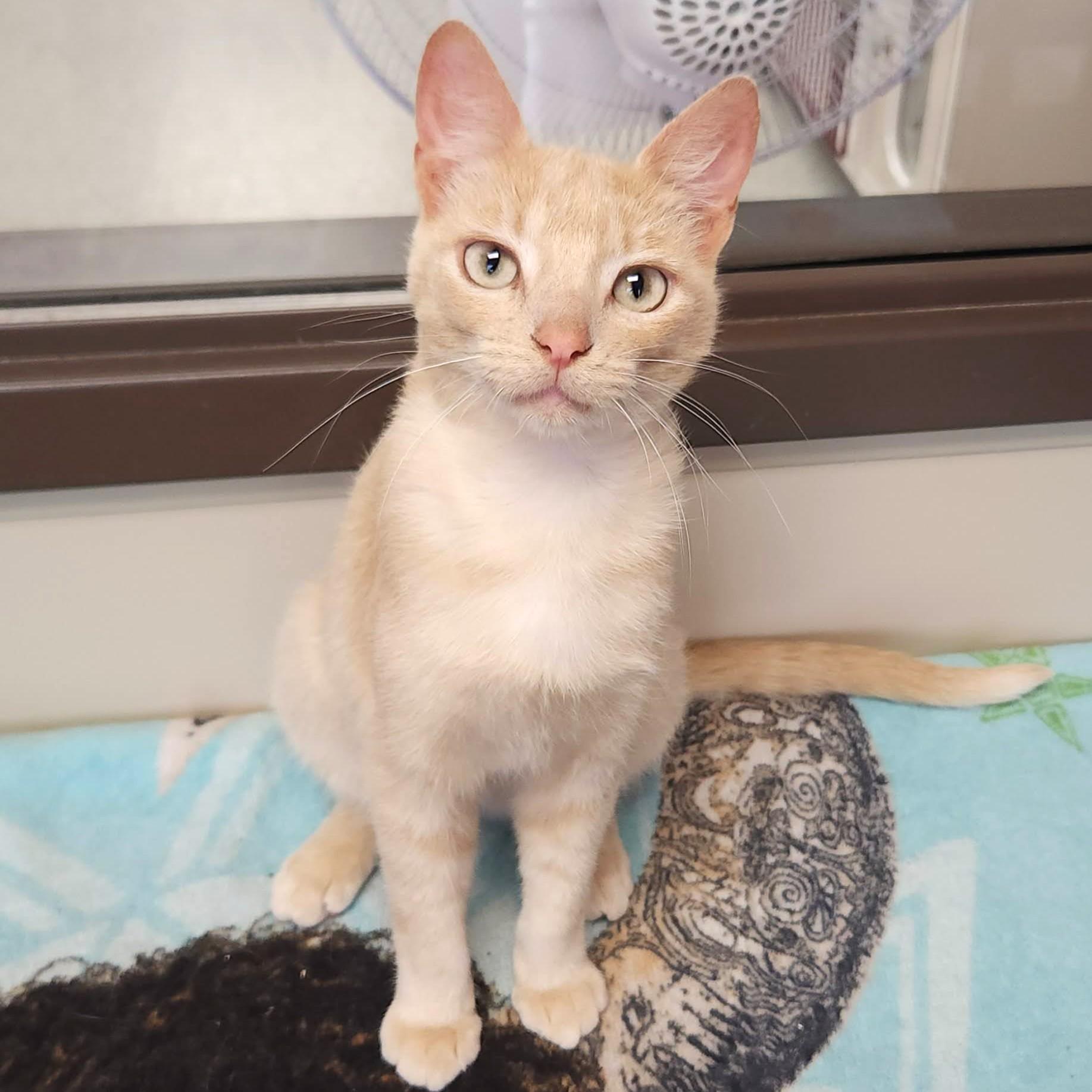 Jello, a ADOPTABLE Domestic Short Hair in Marshfield, WI image 2/5