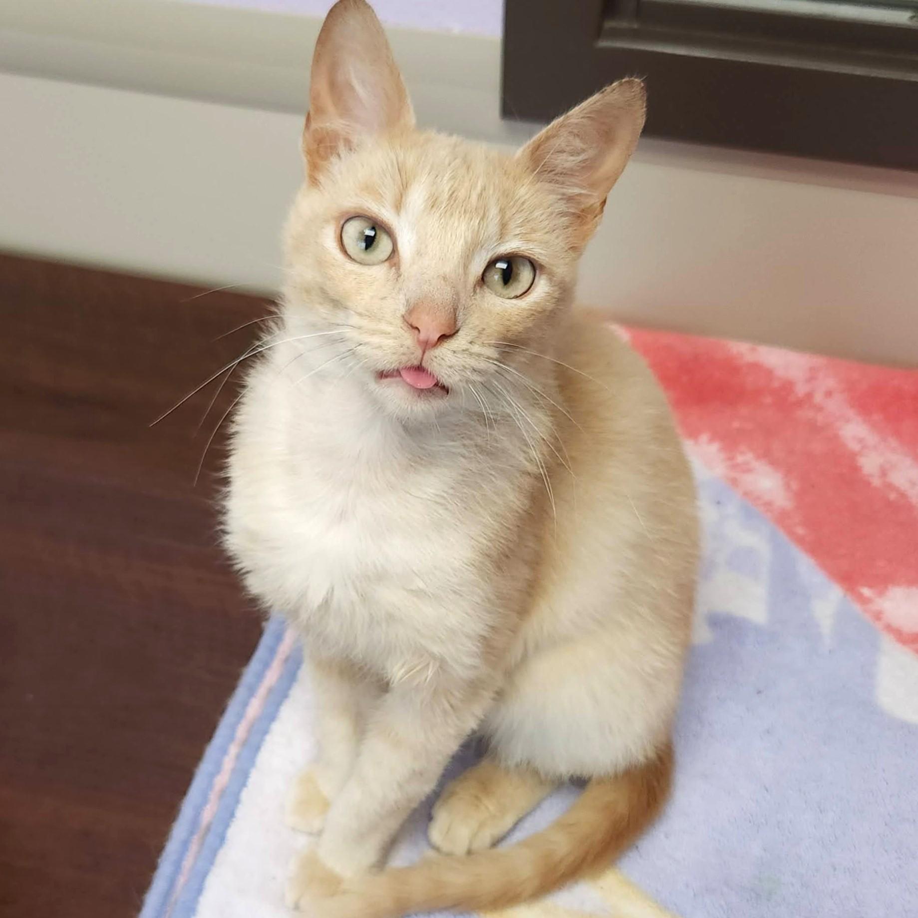 Enlarge Jello, a ADOPTABLE Domestic Short Hair in Marshfield, WI image 2/6