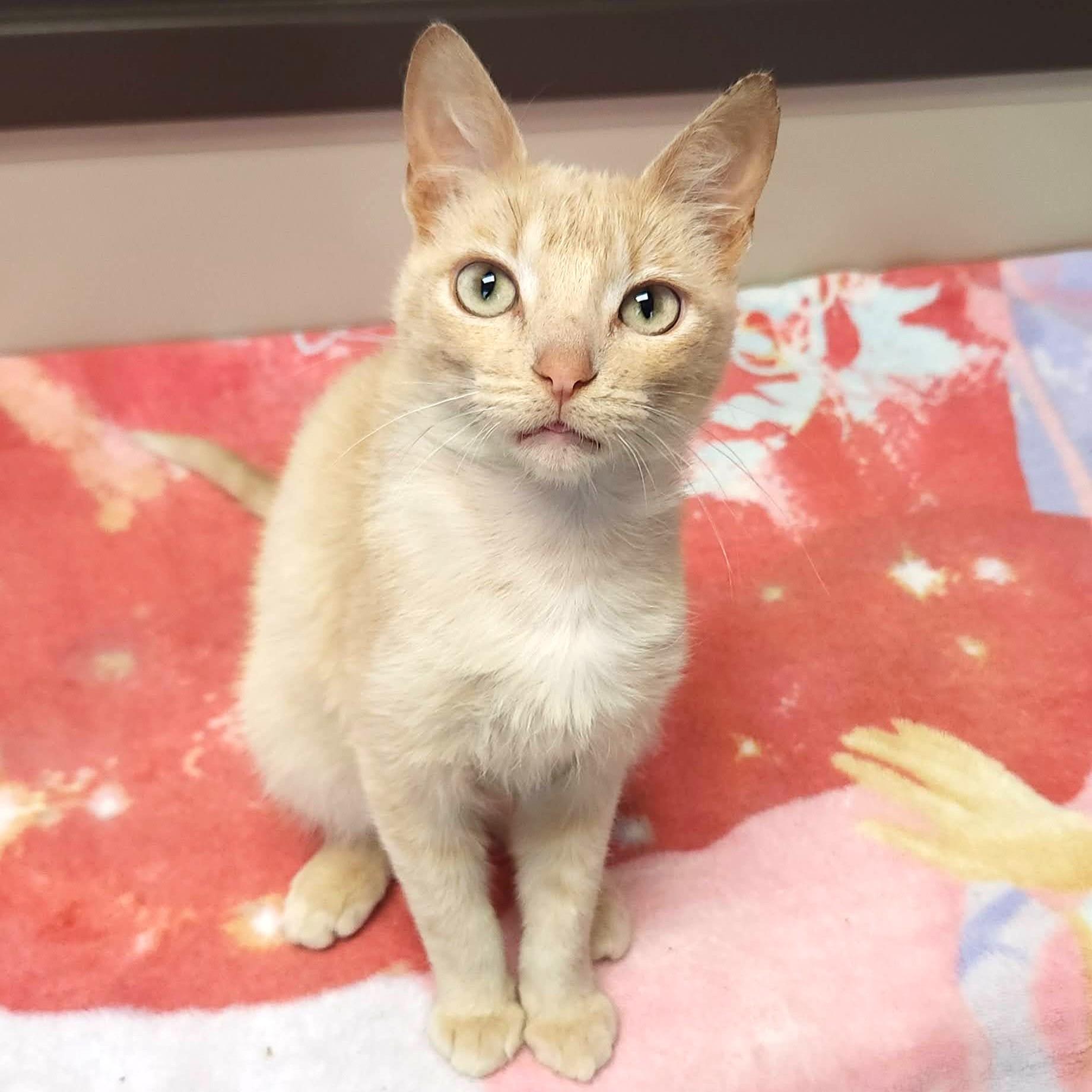 Enlarge Jello, a ADOPTABLE Domestic Short Hair in Marshfield, WI image 3/6