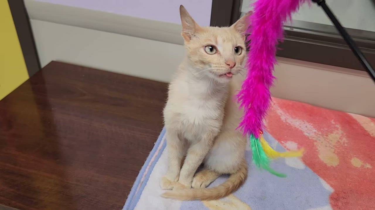Enlarge Jello, a ADOPTABLE Domestic Short Hair in Marshfield, WI video 6/6