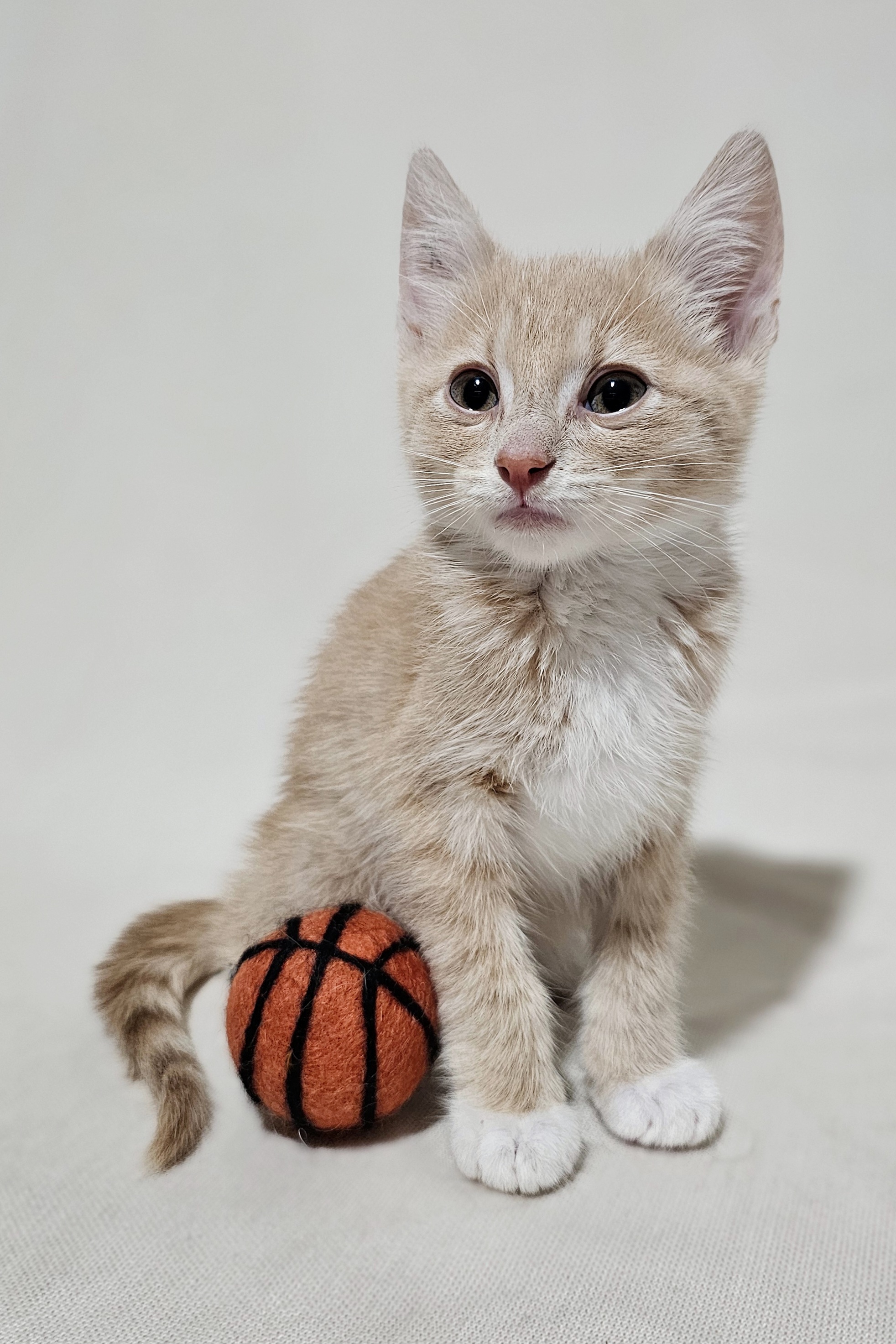 Chase, Adopted, Kitten Male Domestic Short Hair.