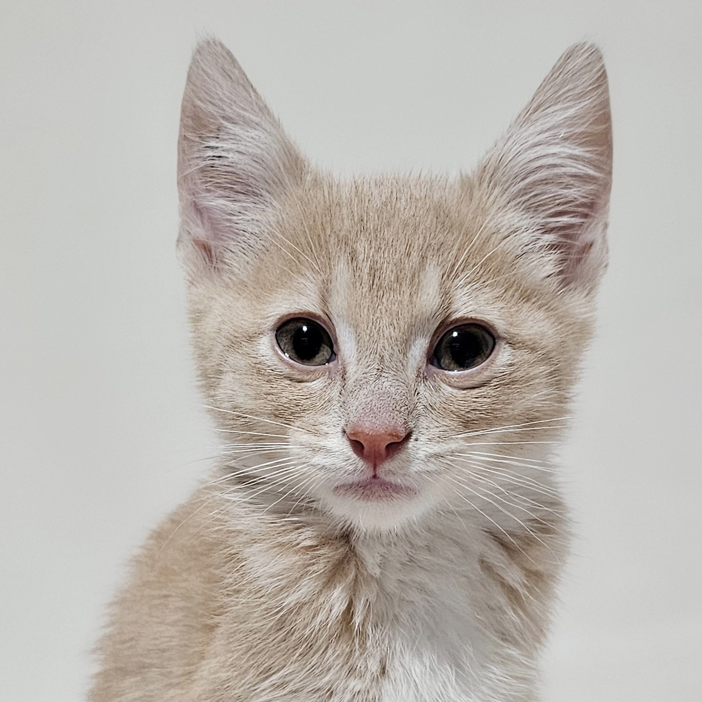 Enlarge Chase, a Adopted Domestic Short Hair in Charlotte, NC image 2/3