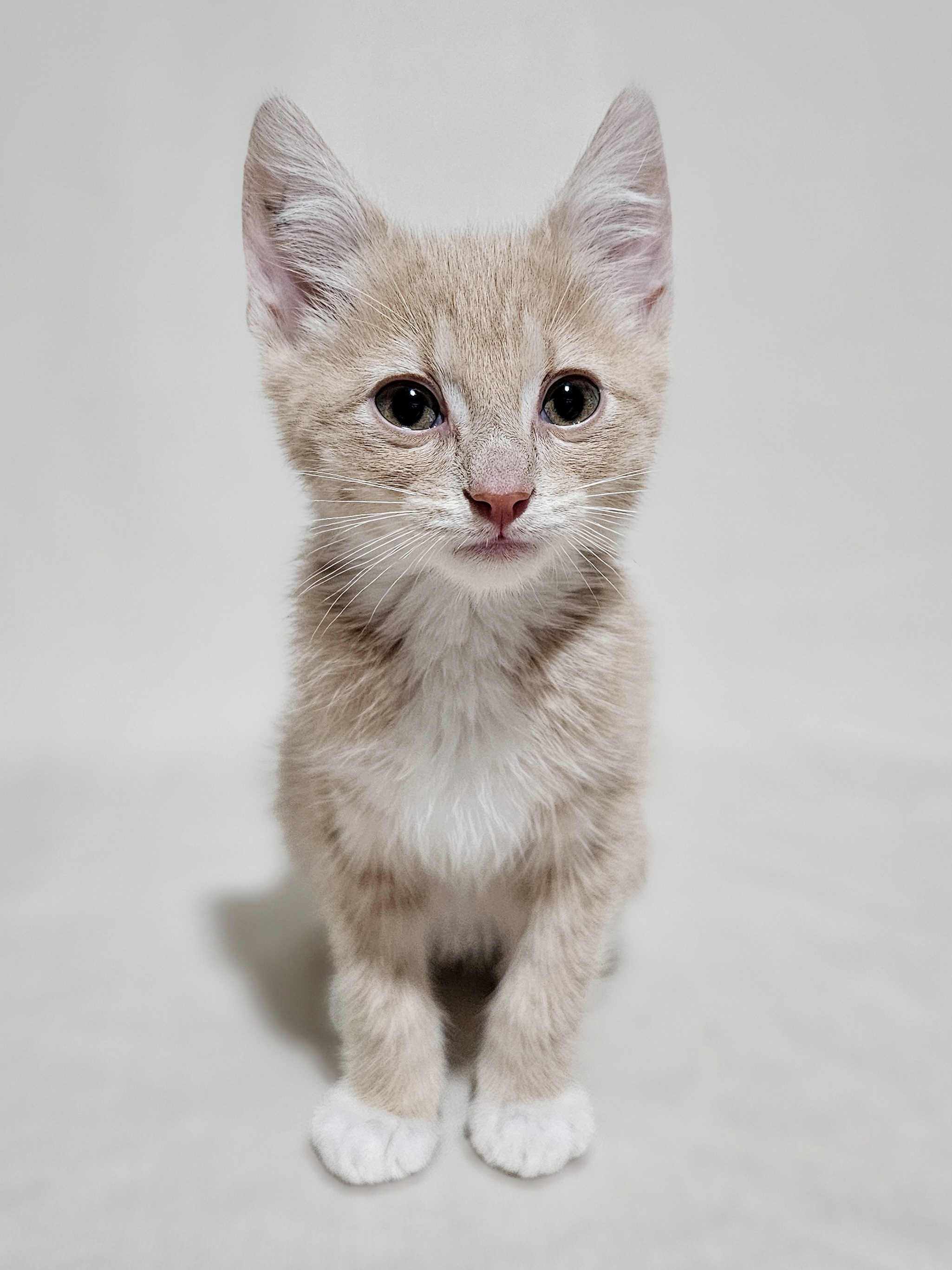 Enlarge Chase, a Adopted Domestic Short Hair in Charlotte, NC image 3/3