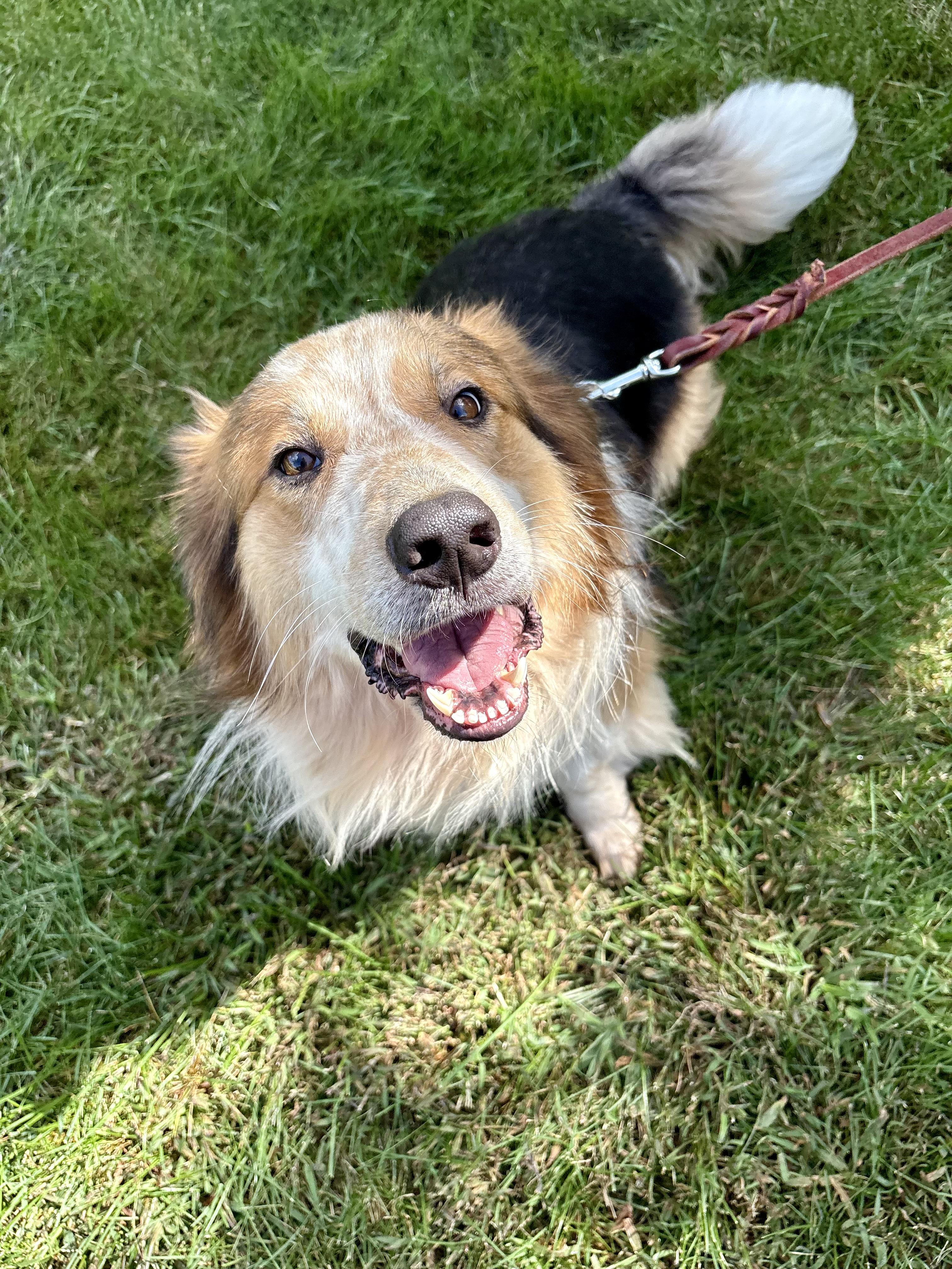 Lil Man, a Adoptable mixed breed in Orland Park, IL image 2/6