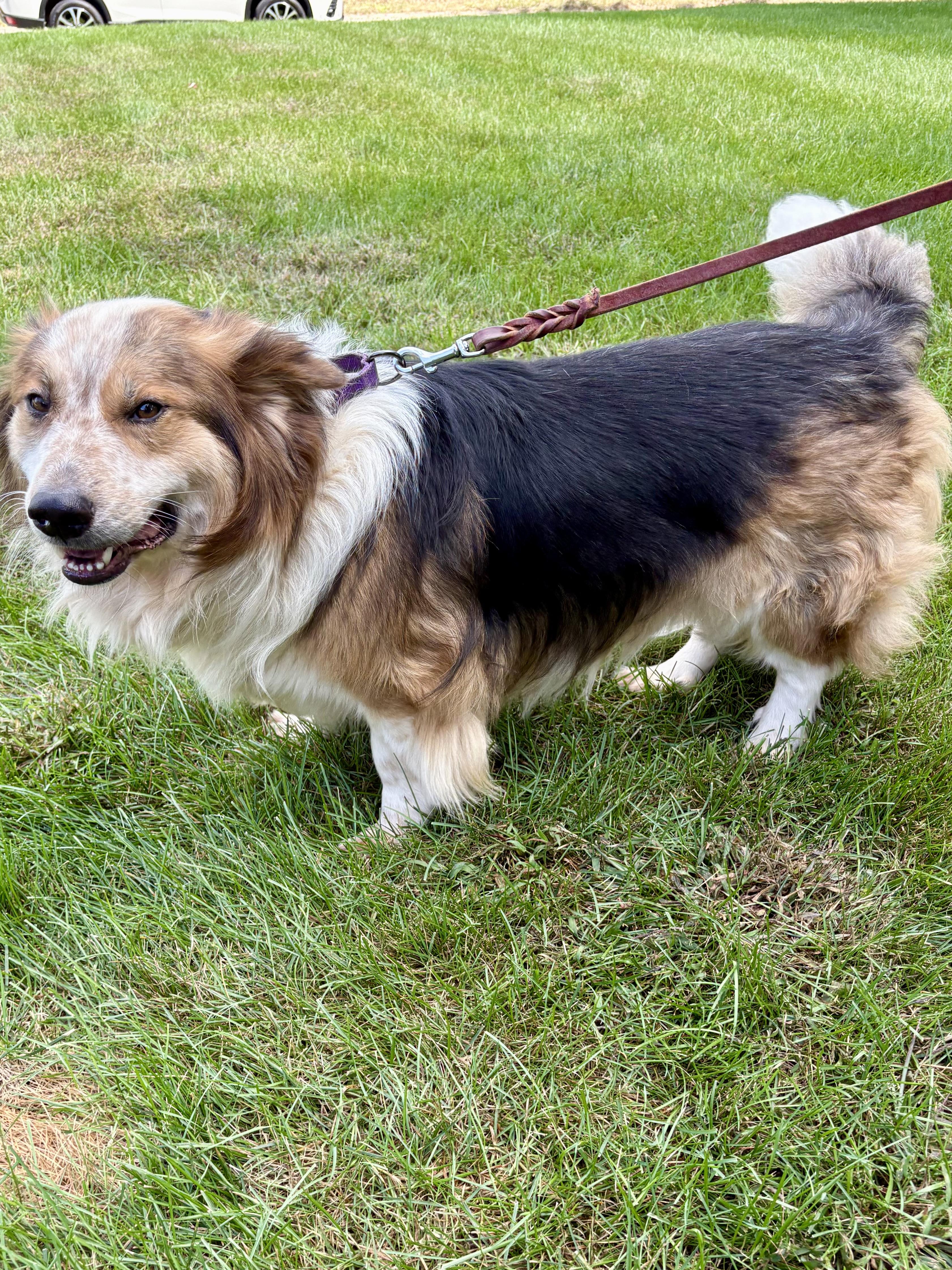 Lil Man, a Adoptable mixed breed in Orland Park, IL image 3/6