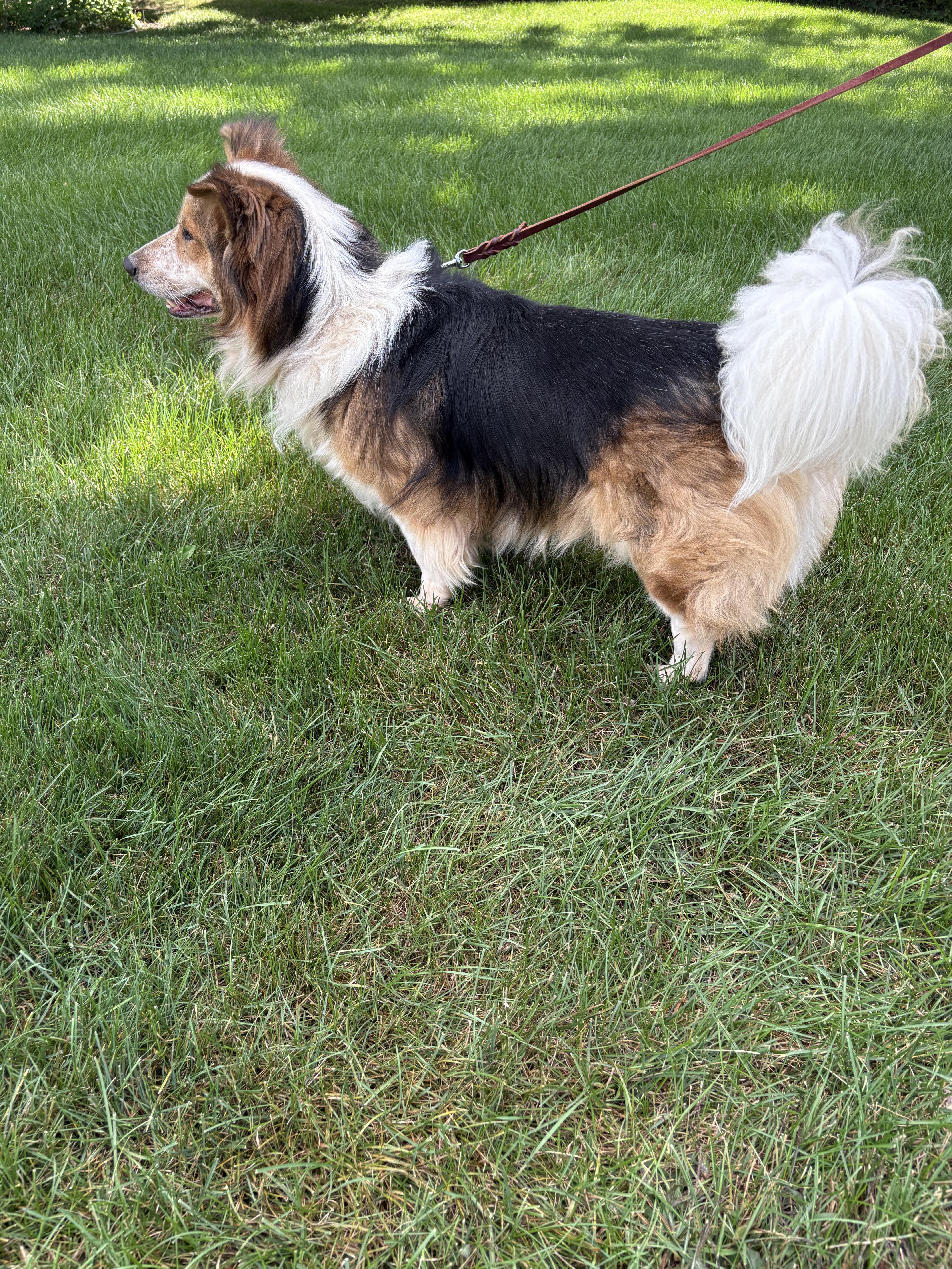 Lil Man, a Adoptable mixed breed in Orland Park, IL image 4/6