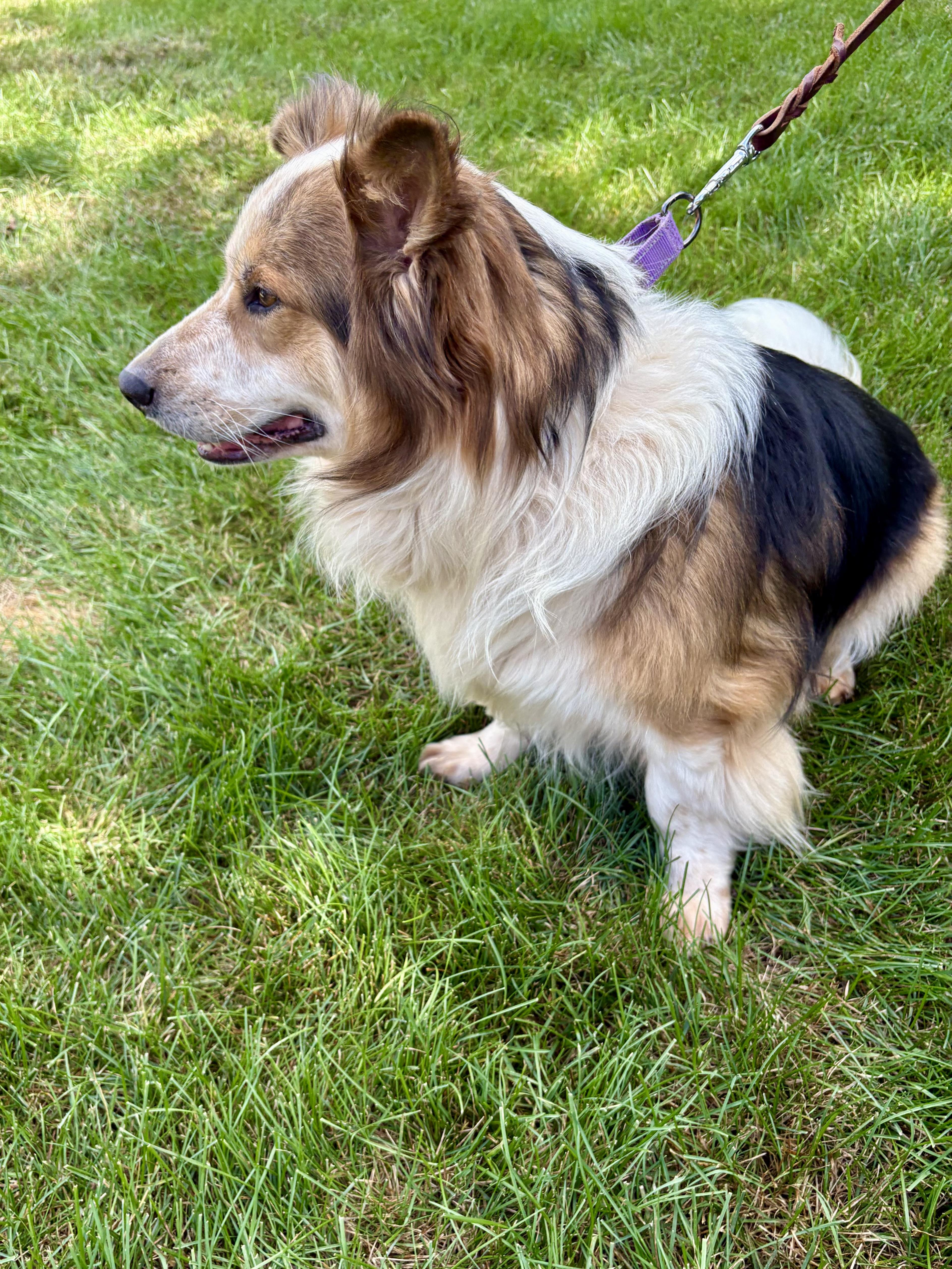 Lil Man, a Adoptable mixed breed in Orland Park, IL image 5/6